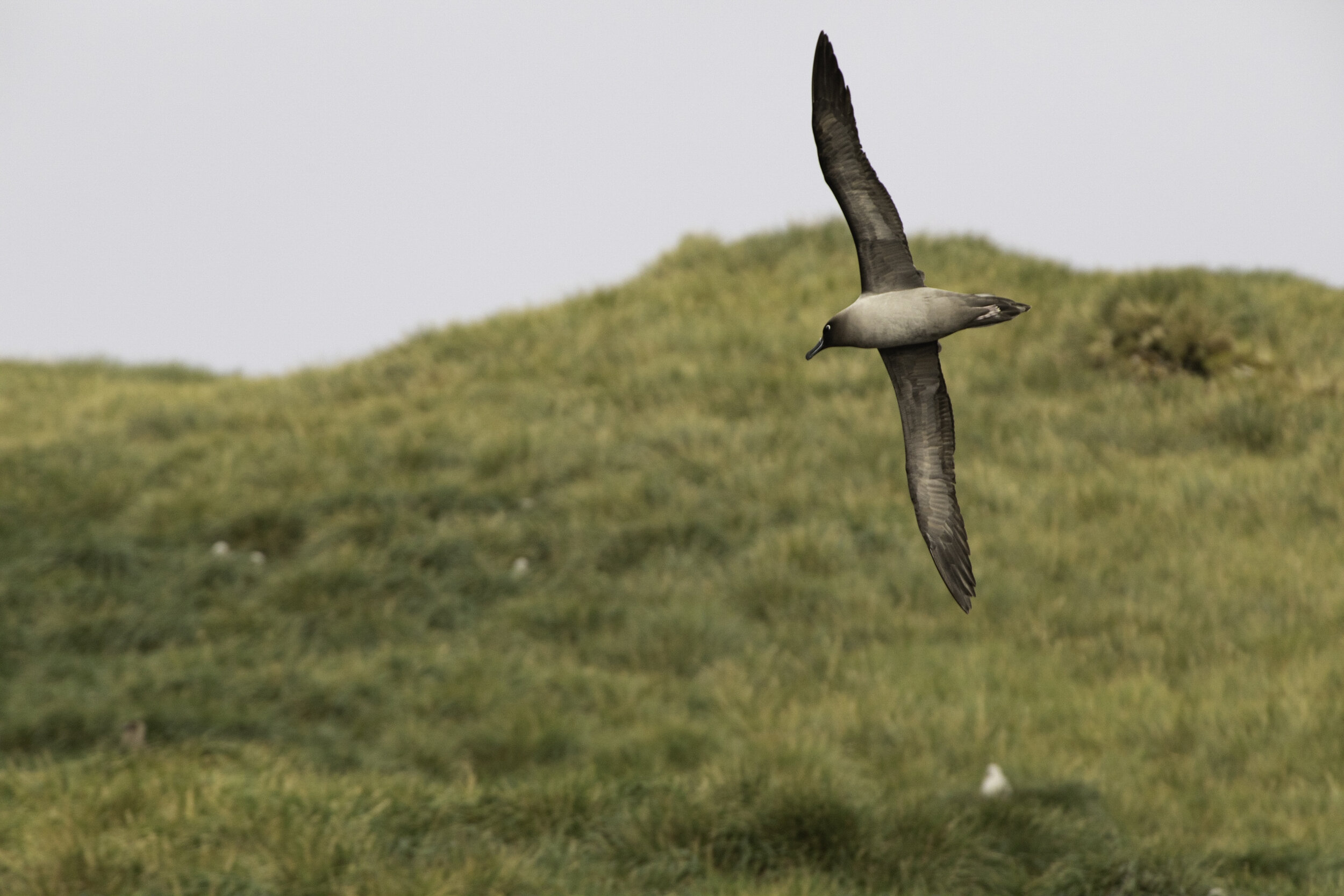 Sooty albatross, Eslehul Bay, South Georgia