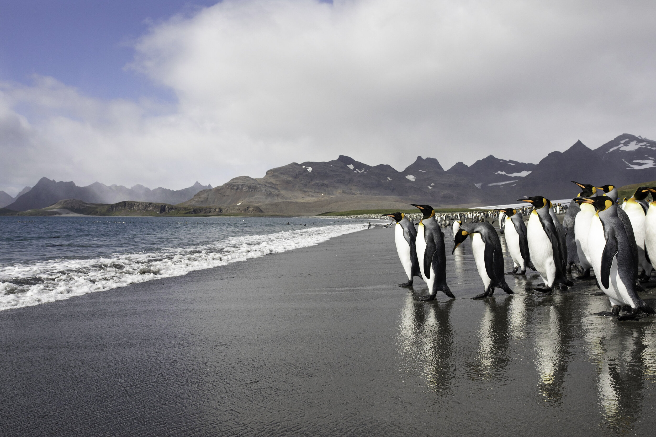 King penguins, Salisbury Plain, South Georgia