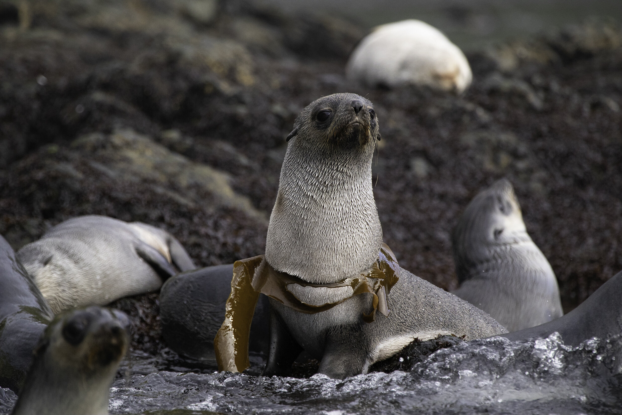 Fur seal pup, Elsehul Bay, South Georgia