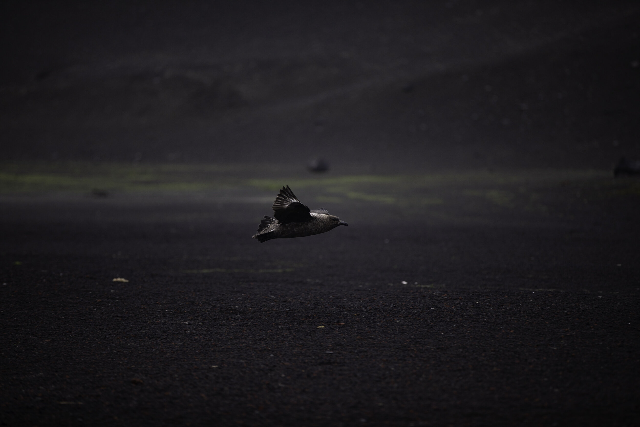 Skua, Whaler's Bay, Deception Island, Antarctic Peninsula