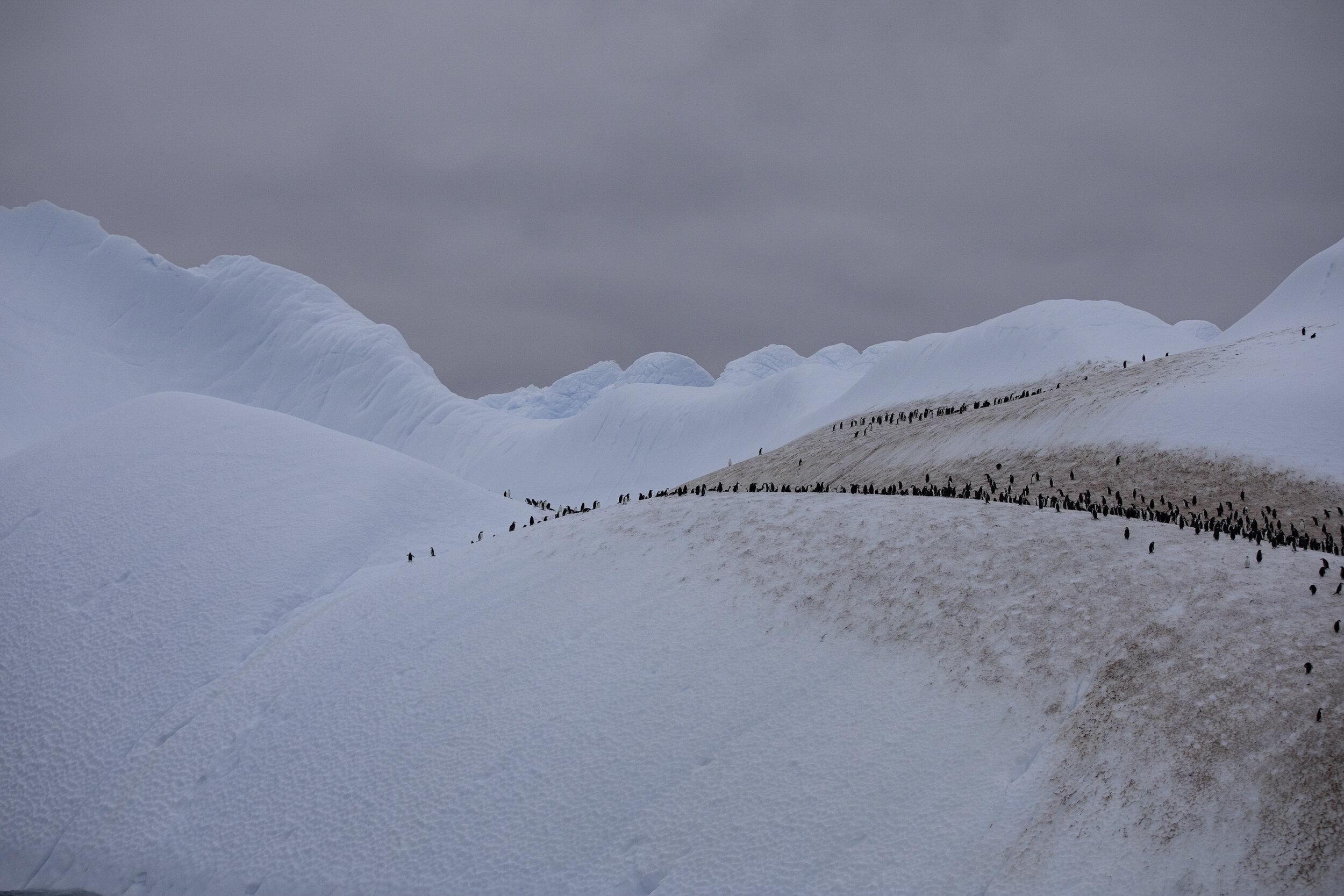 Chinstrap penguin colony, Iceberg, Antarctic Sound