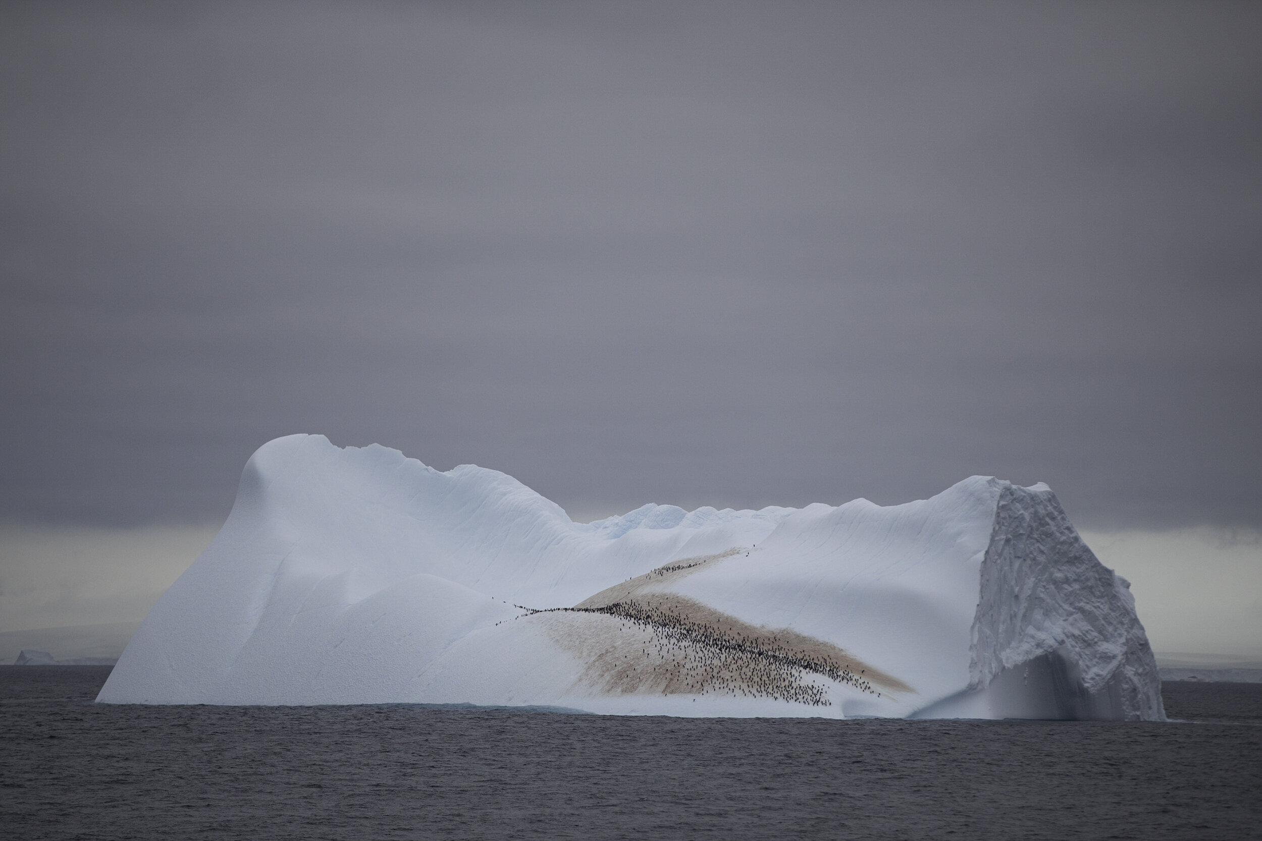 Chinstrap penguin colony, Antarctic Sound