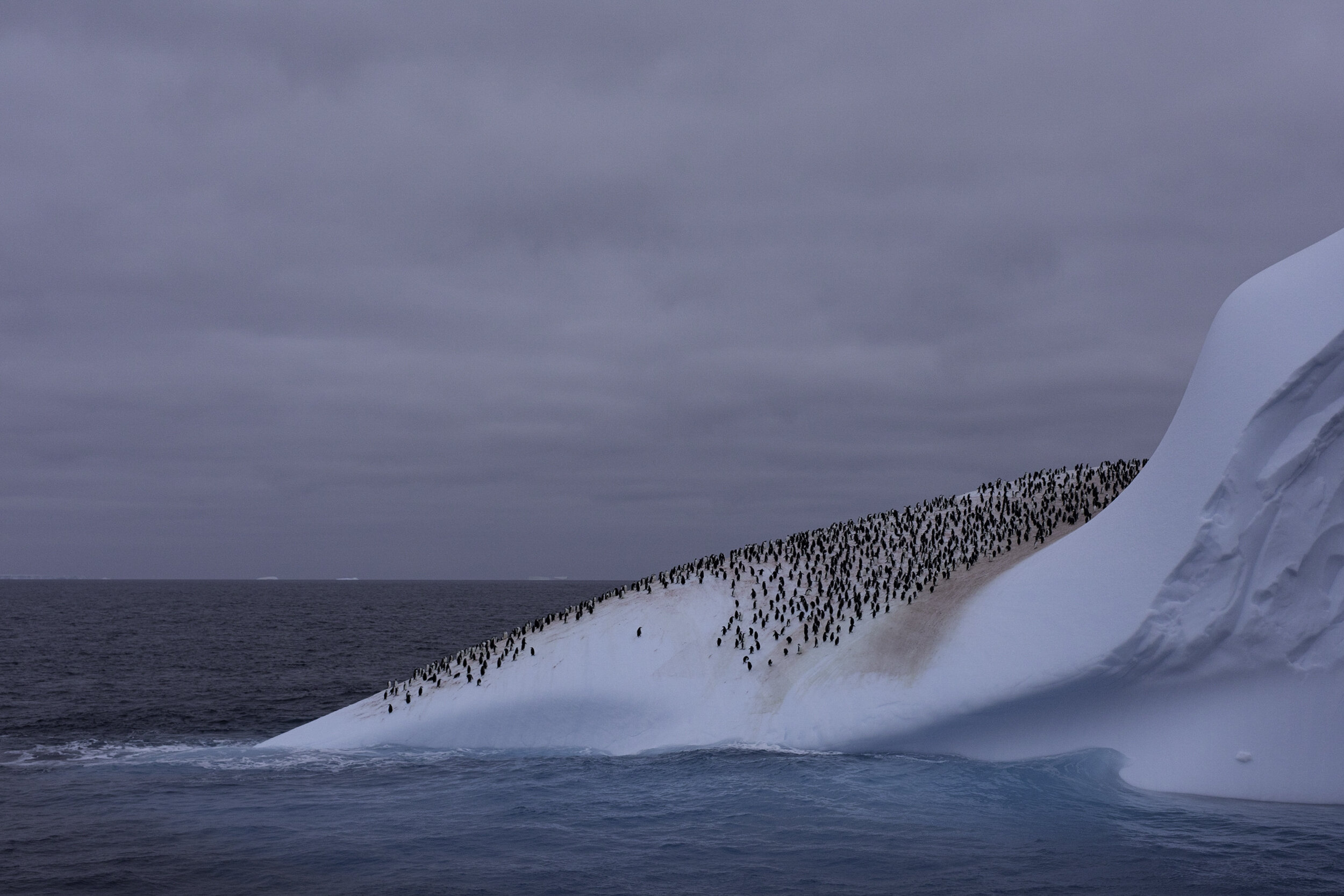 Chinstrap penguins, Iceberg, Antarctic Sound