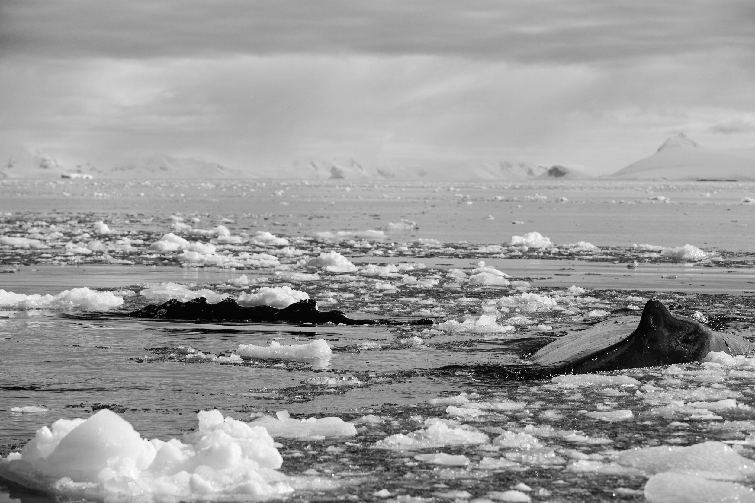 Humpback whale, Charlotte Bay, Antarctic Peninsula