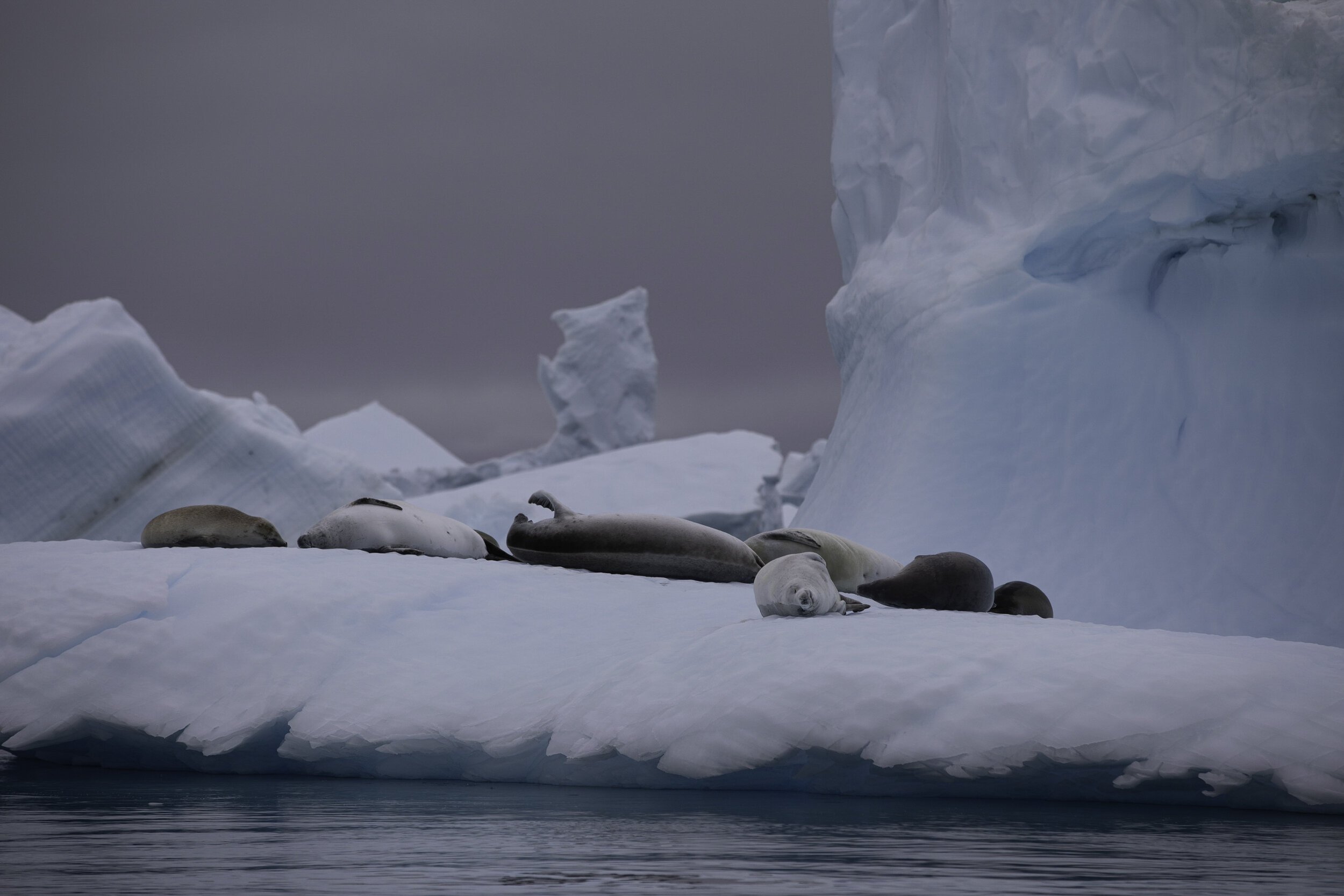 Crabeater seals, Pleneau Bay, Antarctic Peninsula