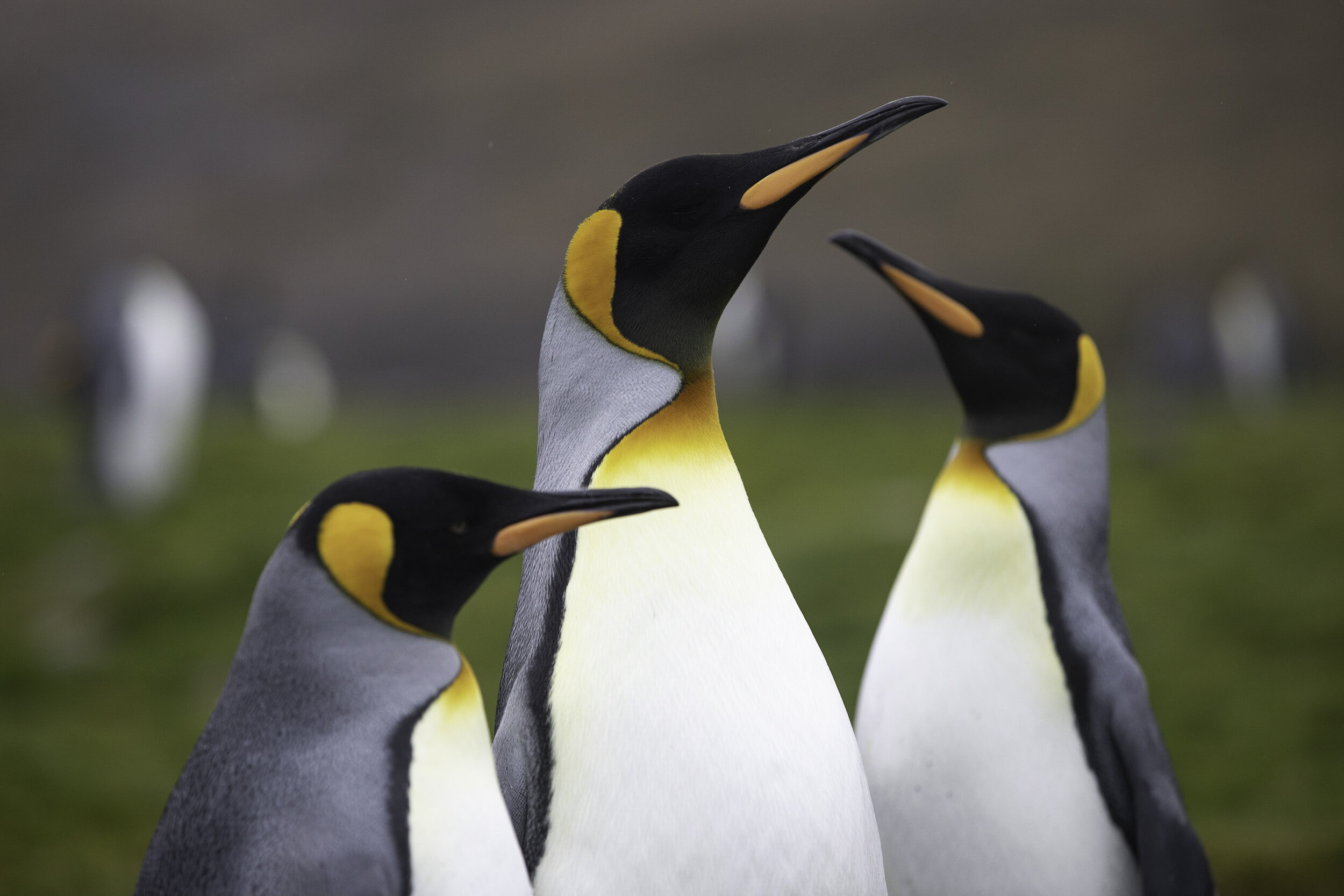 King penguins, St. Andrews Bay, South Georgia