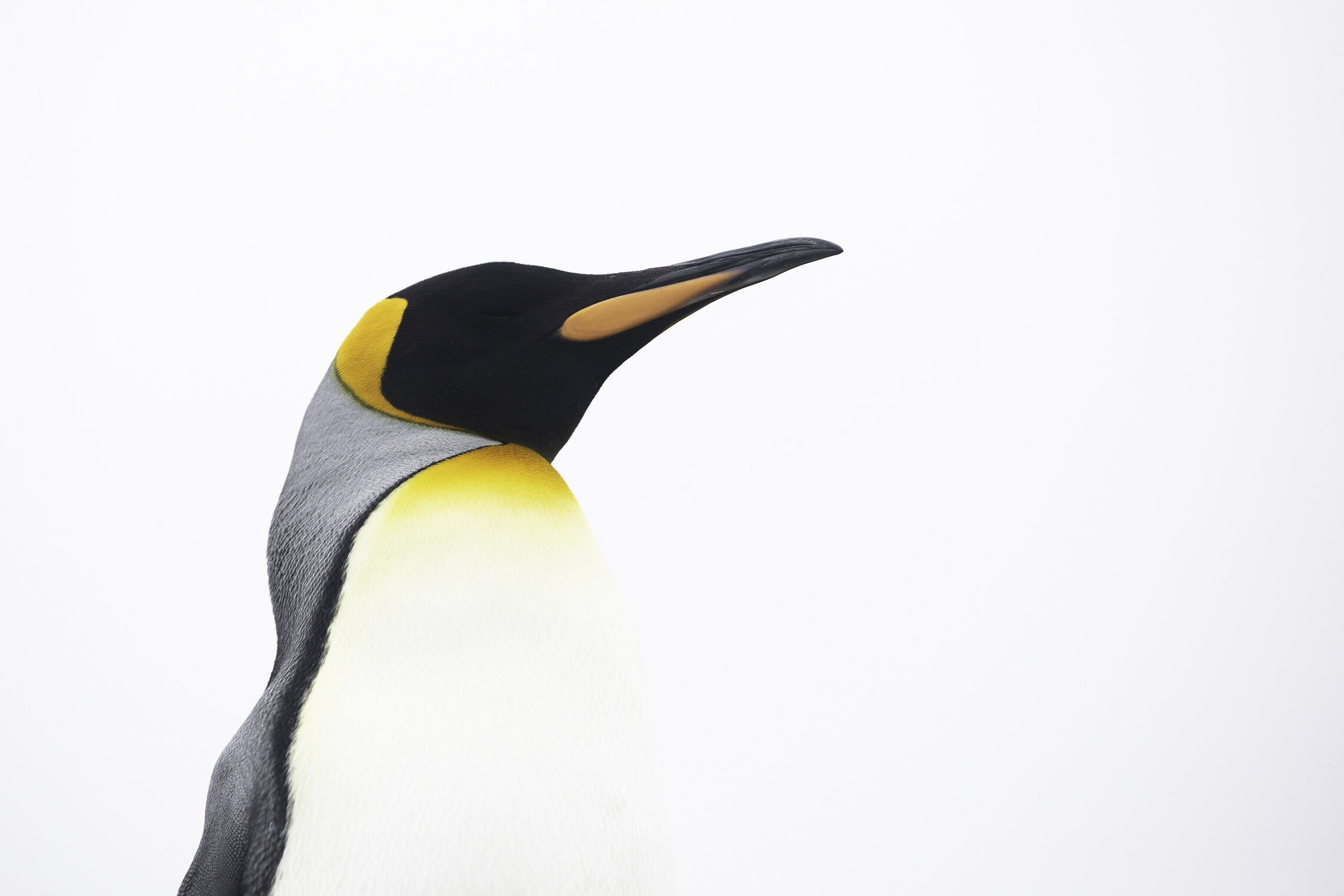 King penguin, St. Andrews Bay, South Georgia