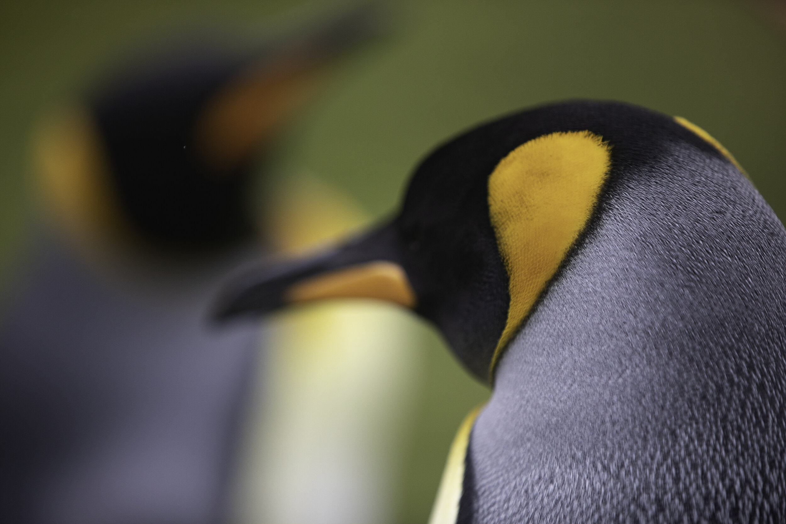 King penguins, St. Andrews Bay, South Georgia