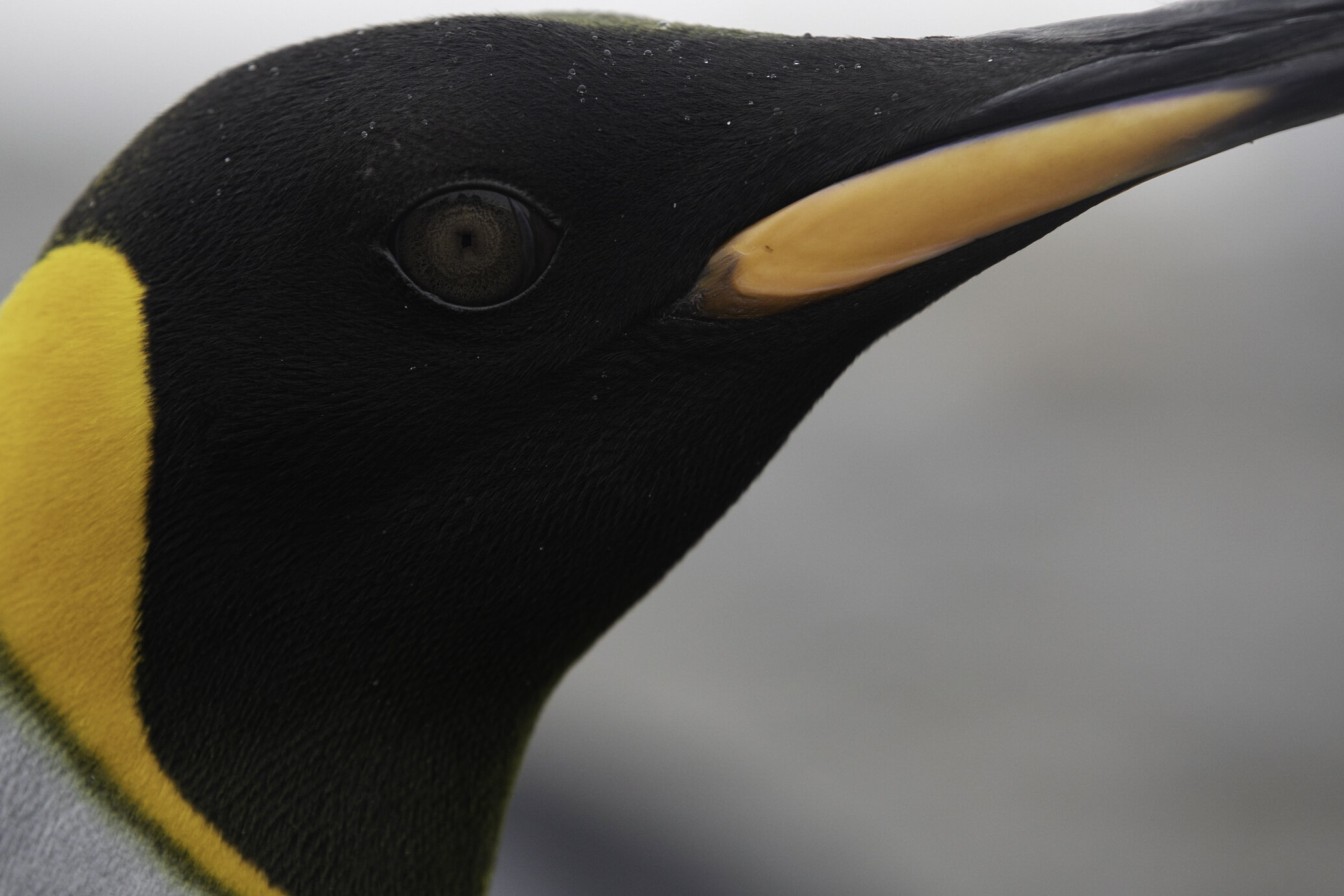 King penguin, St. Andrews Bay, South Georgia