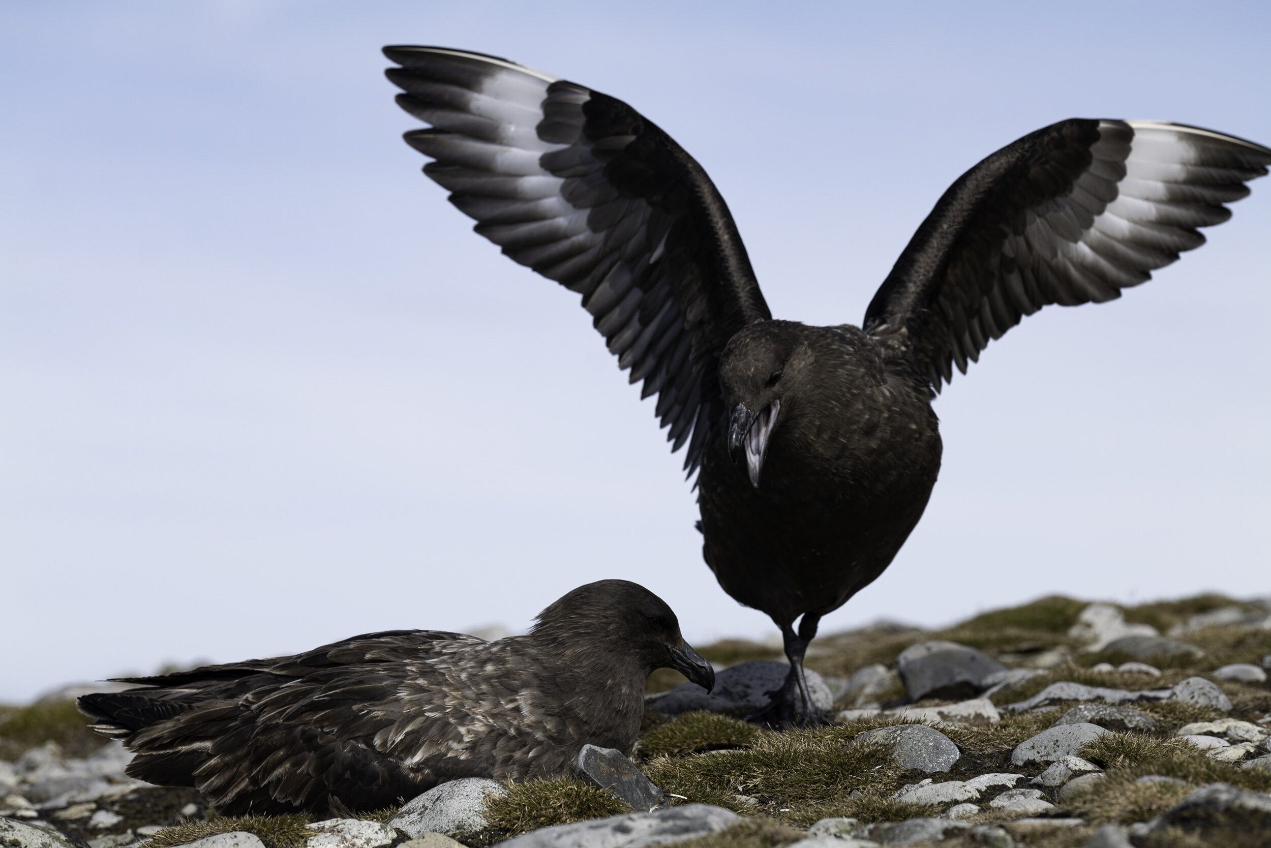 Skuas, Robert Point, Shetland Islands, Antarctic Peninsula