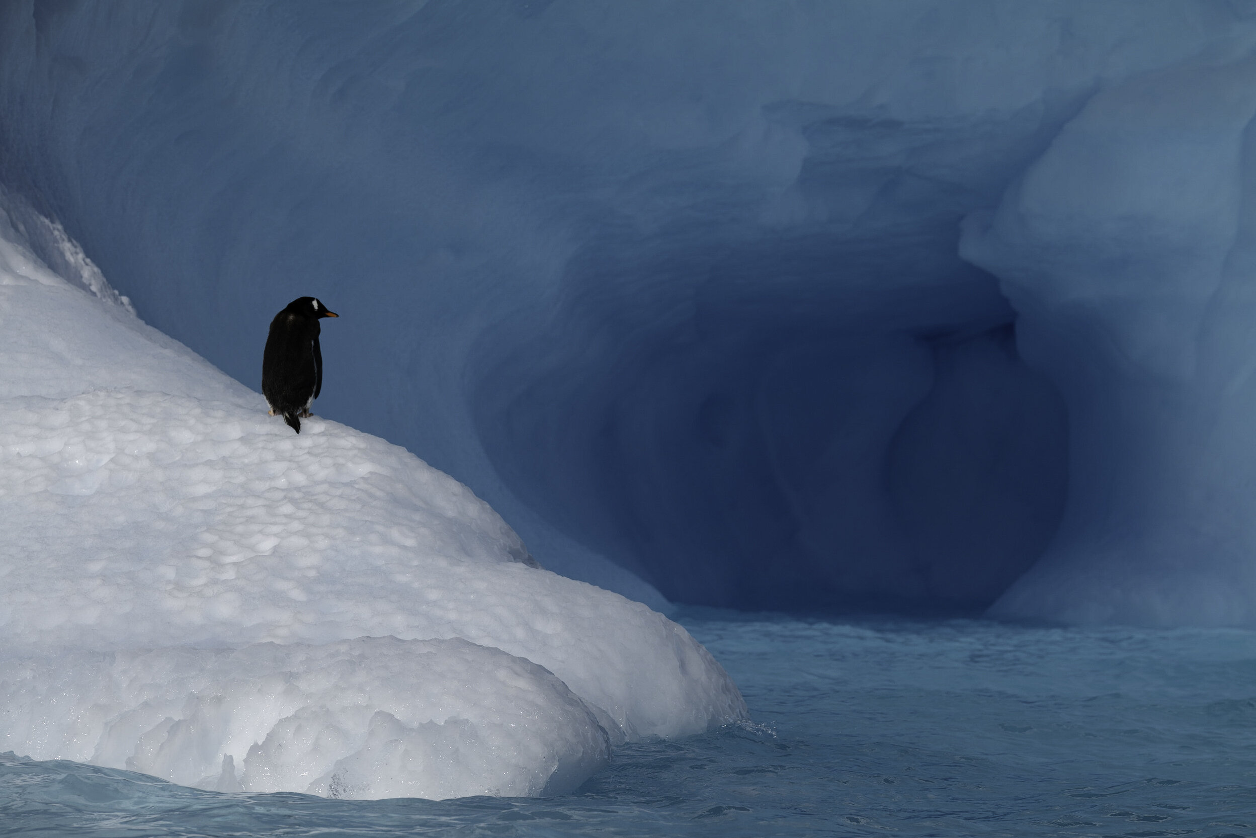 Gentoo penguin, Iceberg, Antarctic Peninsula