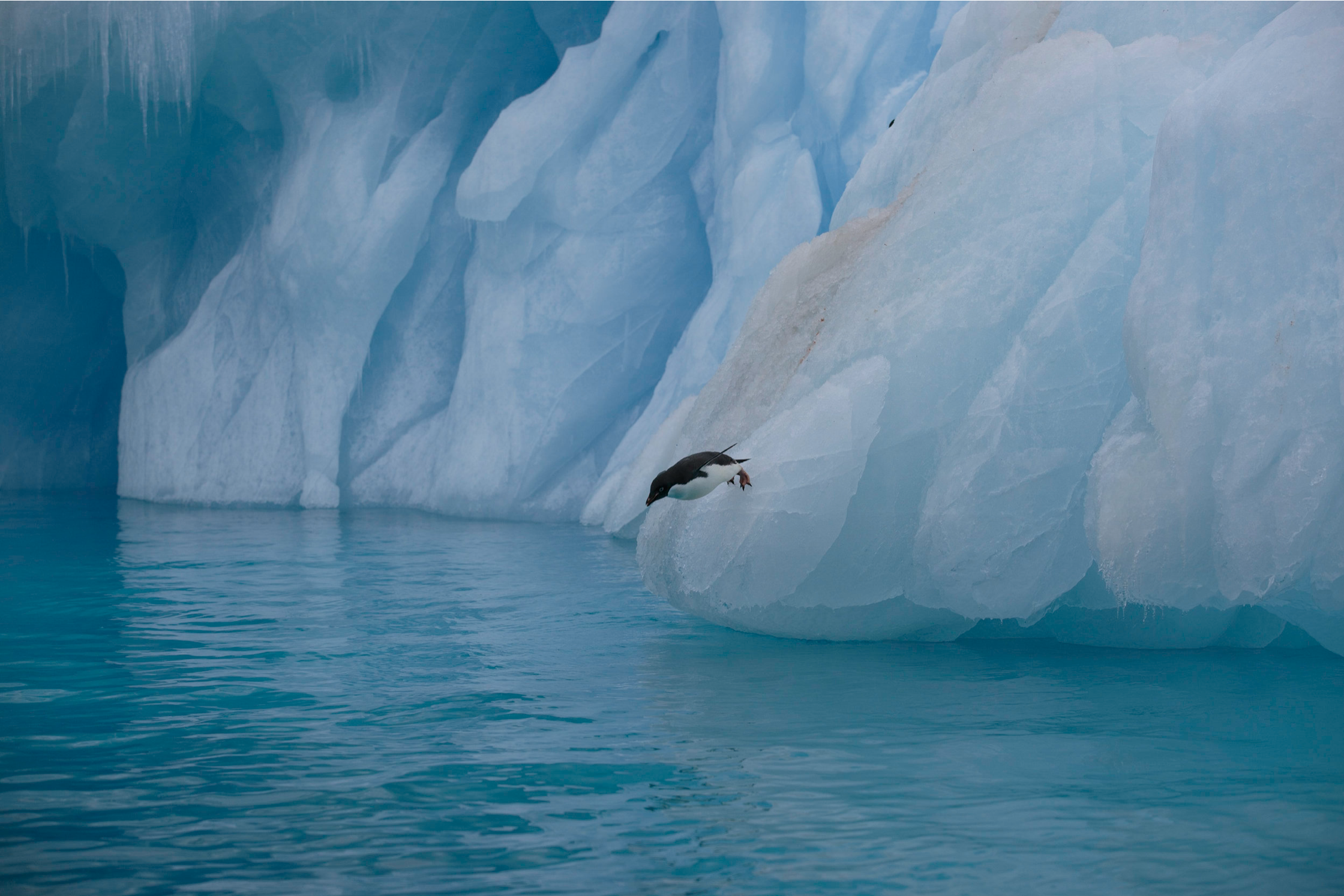Gentoo penguin, Paulette Island, Antarctic Peninsula