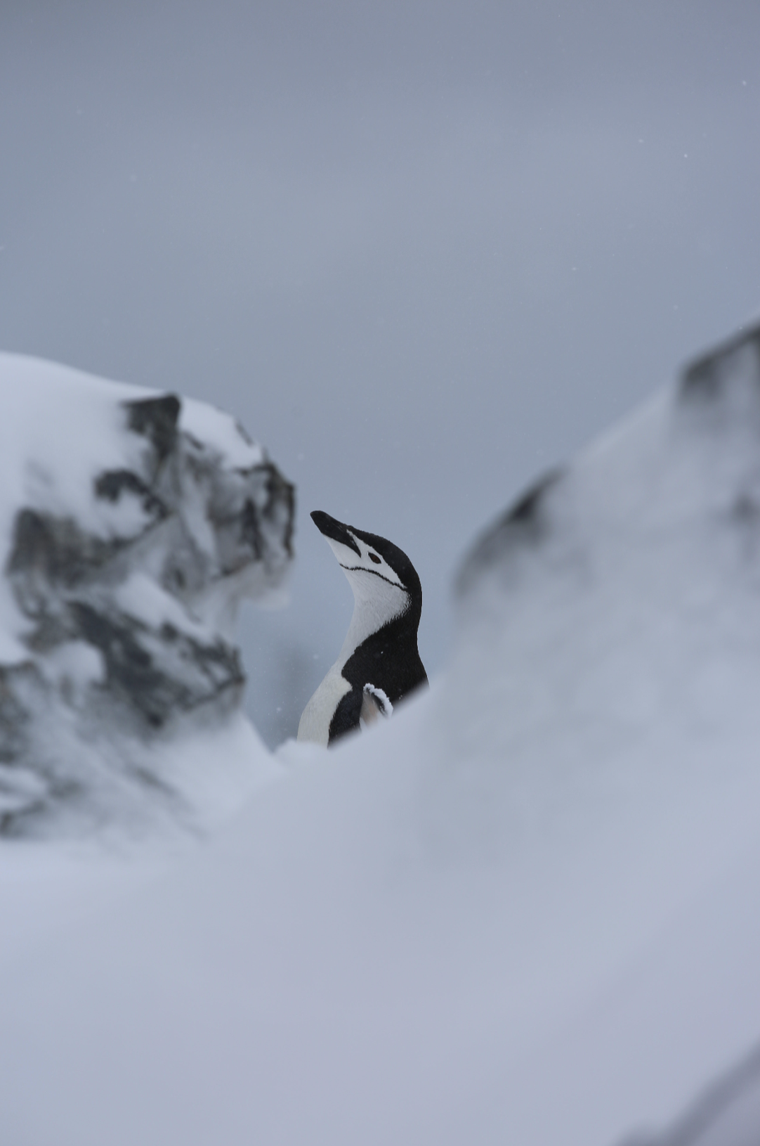 Chinstrap penguin, Orne Harbour, Antarctic Peninsula