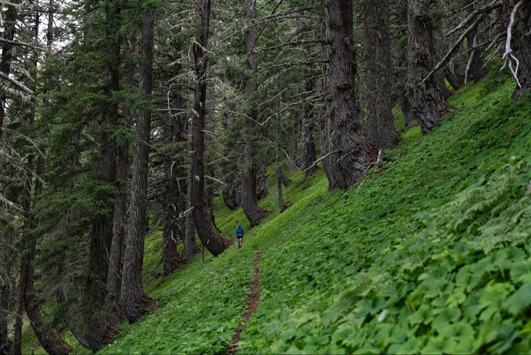 TGIF...
___________________
Did you spot Ren&eacute;e? 
___________________
Taken in Olympic National Park, the 'J' shaped trees indicate the slope is unstable and is slowly sliding downhill. The trees bend to adapt. A good thing to watch for before 