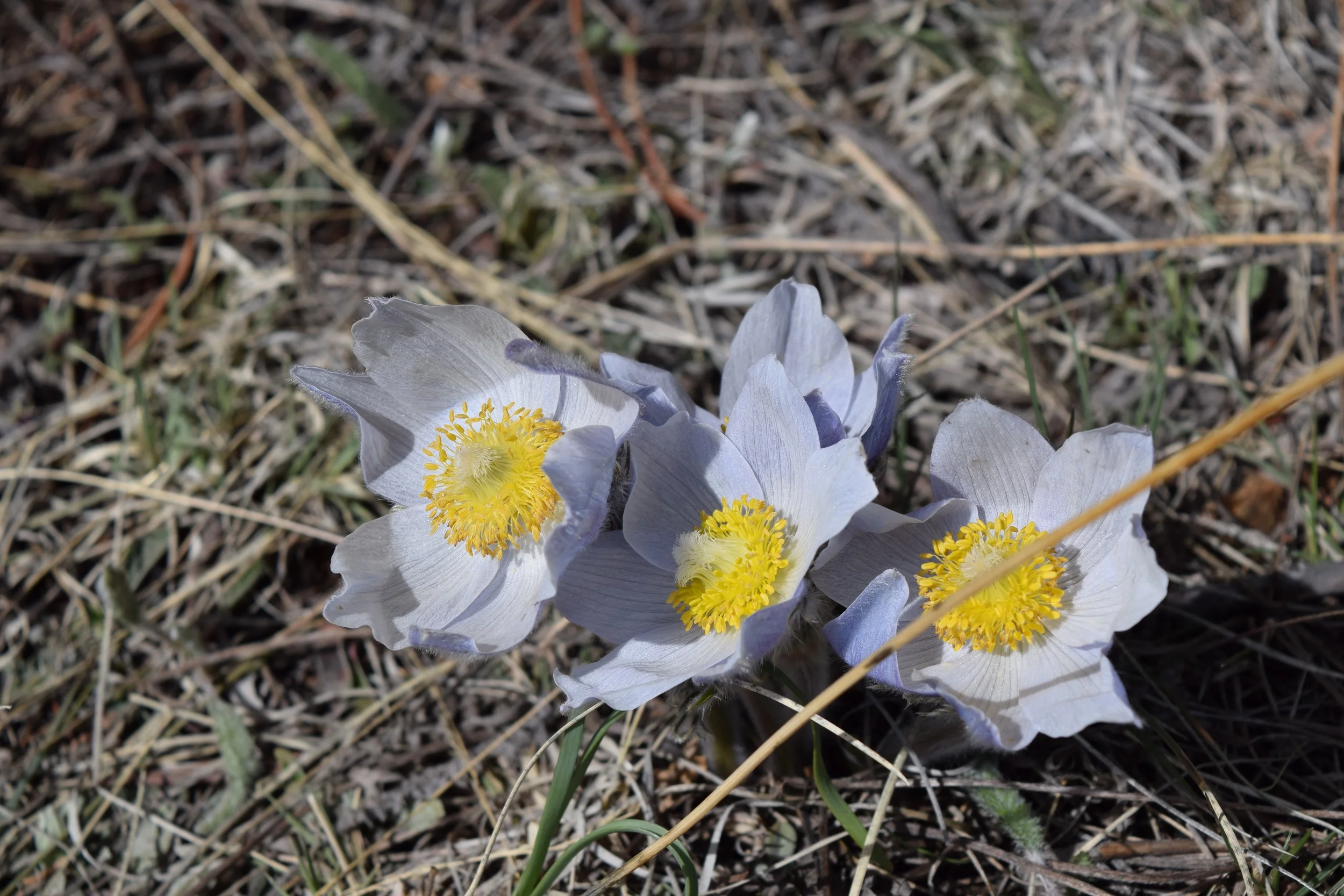 DSC_1107.jpg