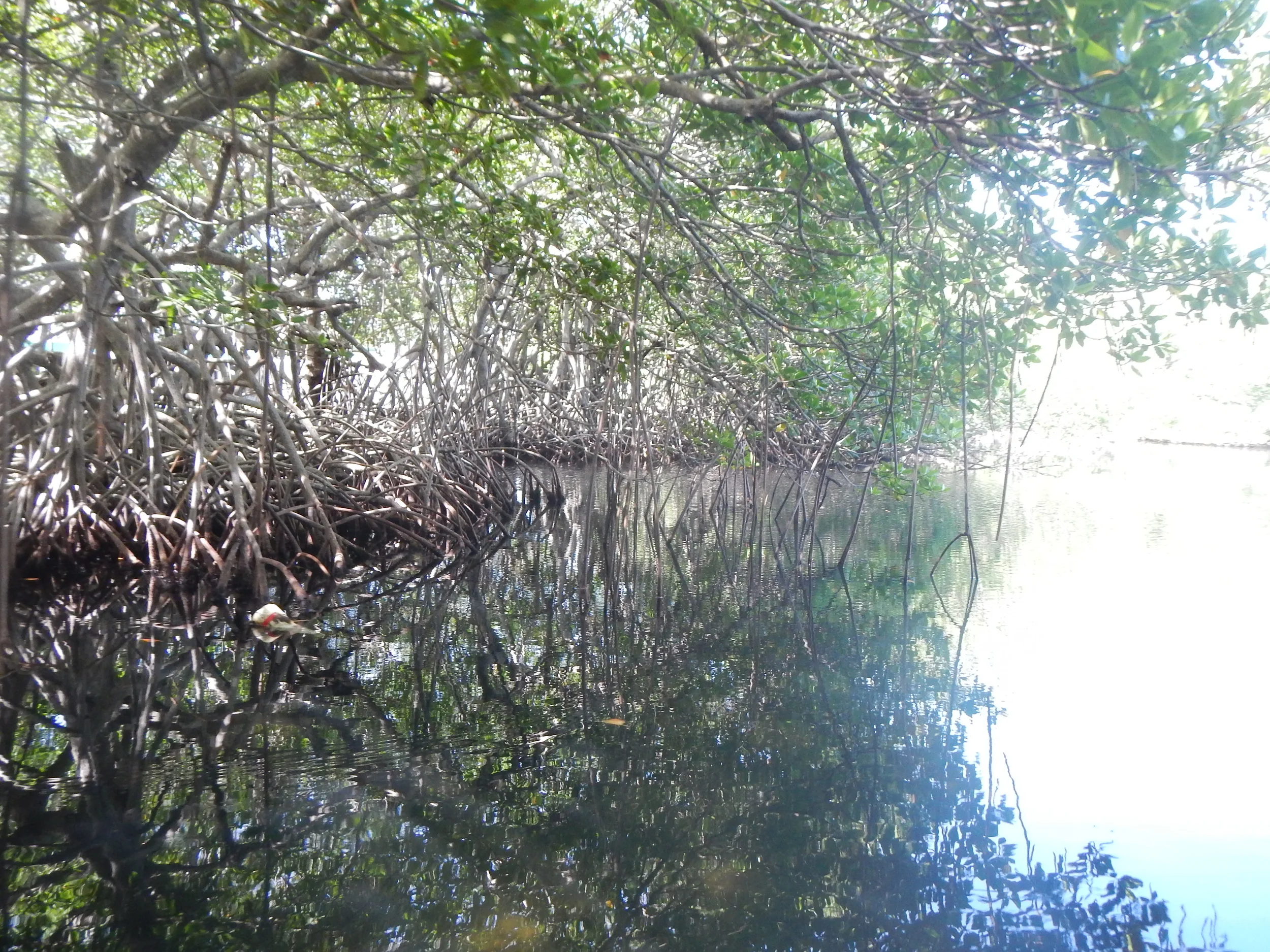 Pitts Lagoon 2014 038.jpg