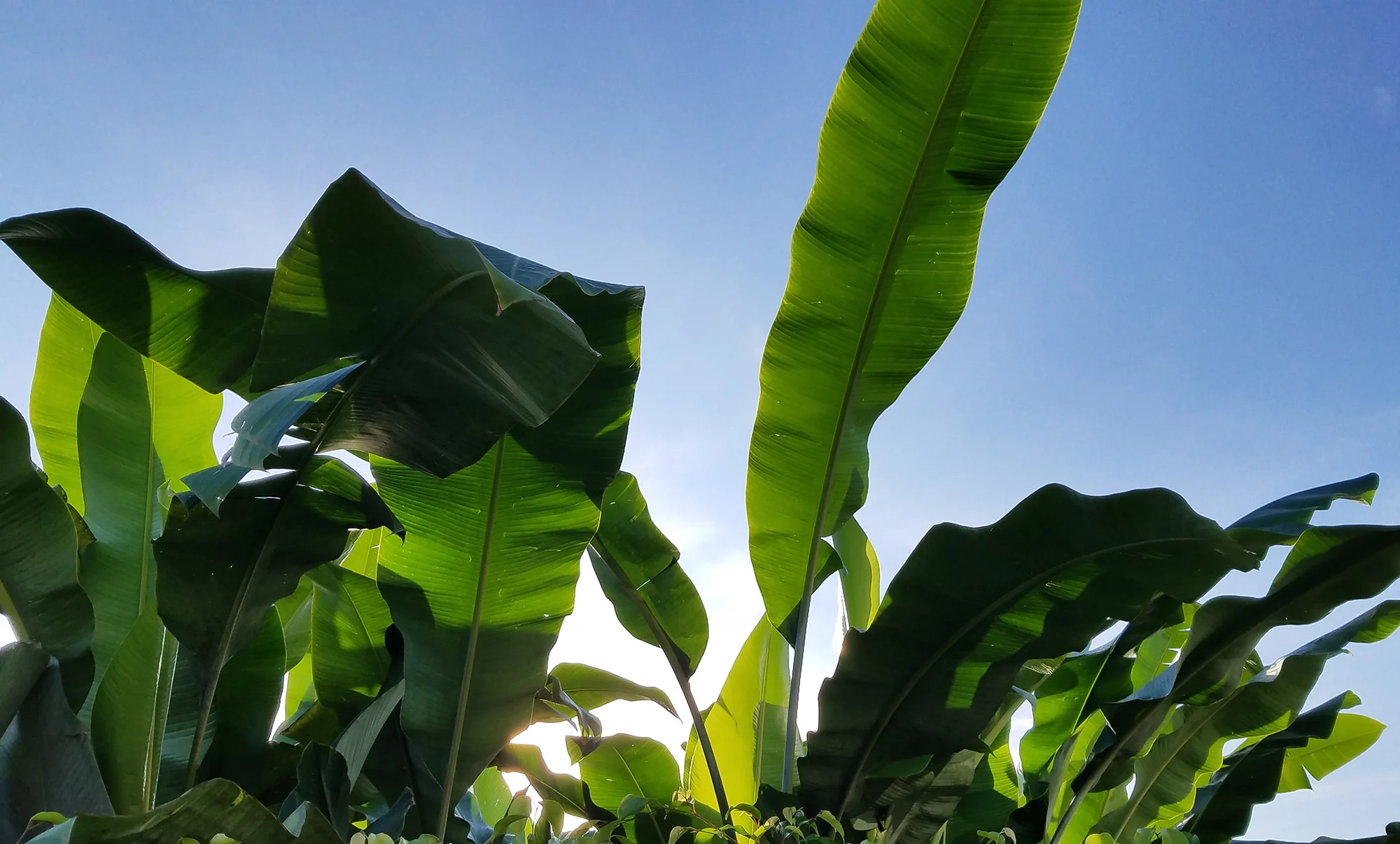 20180911_063139.jpg
