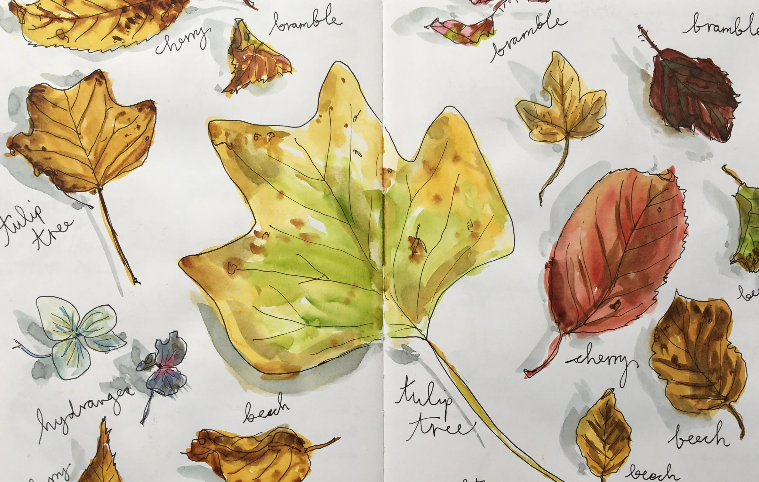 leaves.JPG