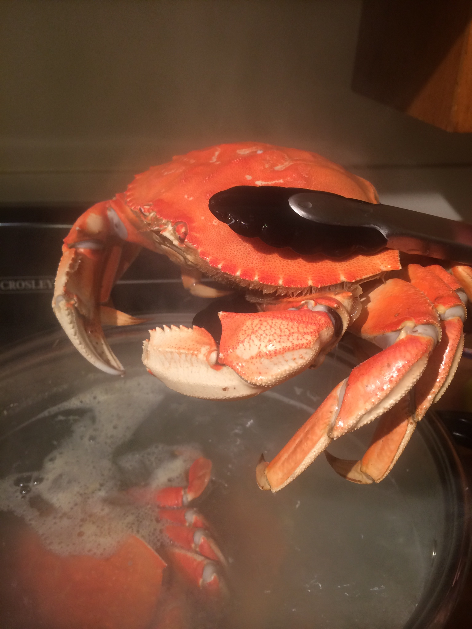 crab 3.jpg