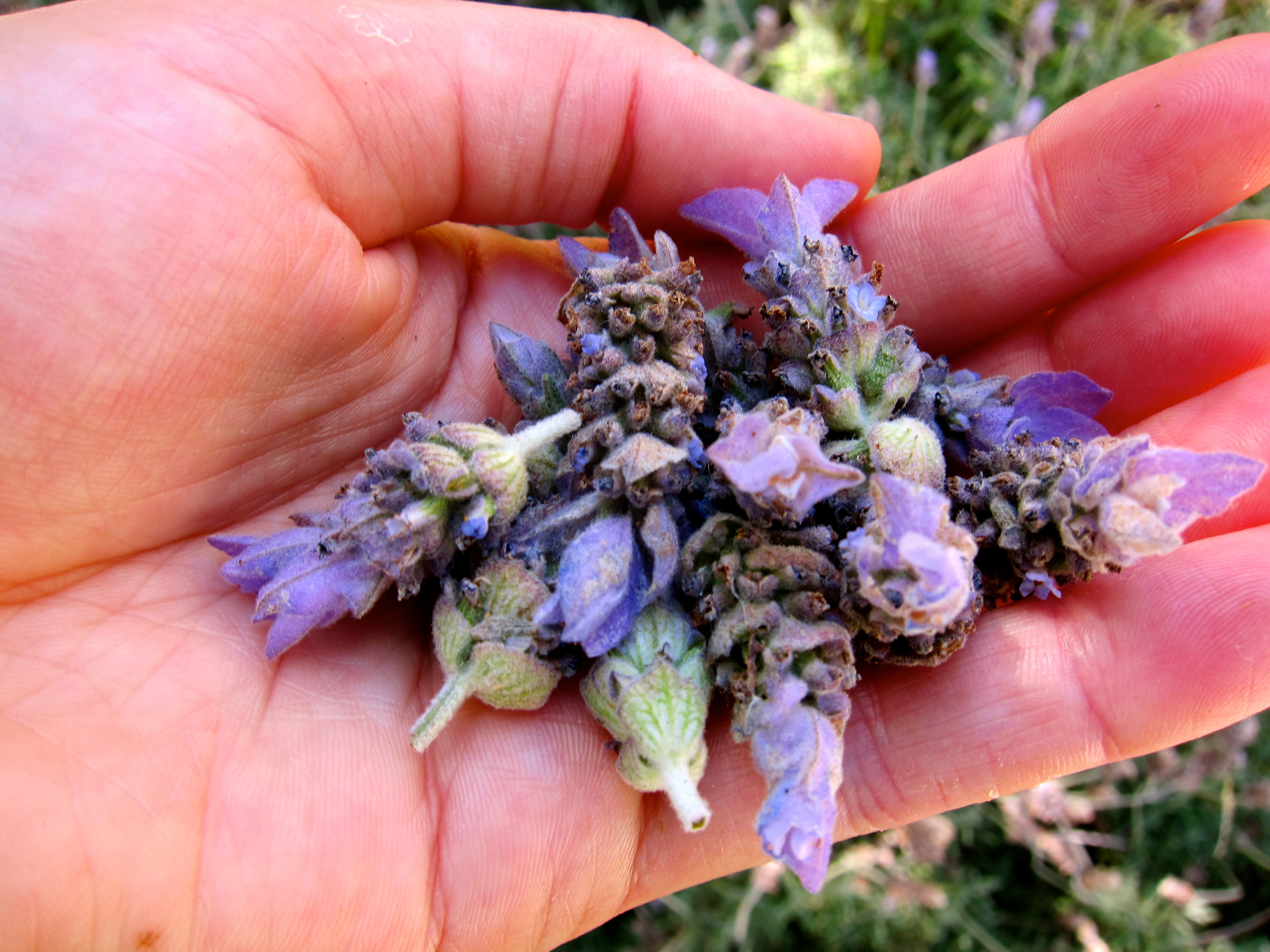 Lavender is pretty easy to come by in California - let your nose lead the way.