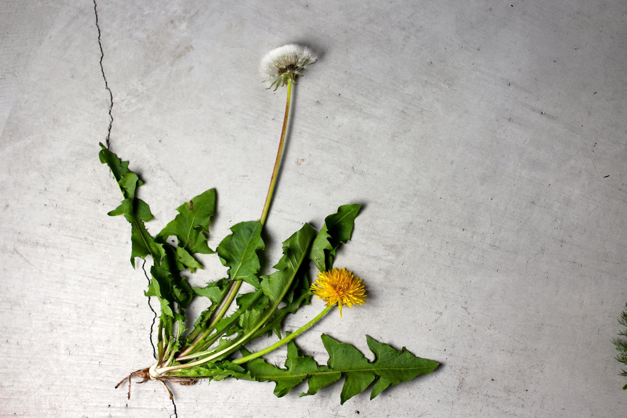 Ubiquitous snack: the humble dandelion