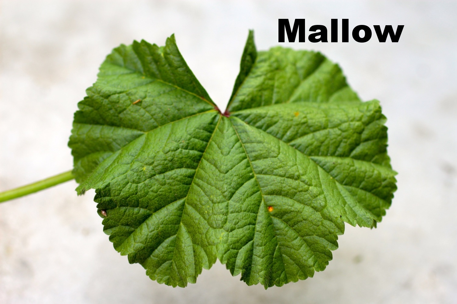 mallow.jpg