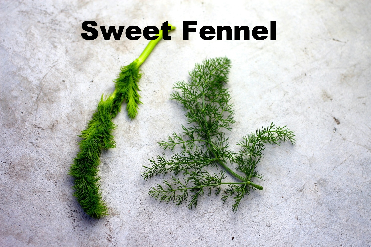 fennel.jpg