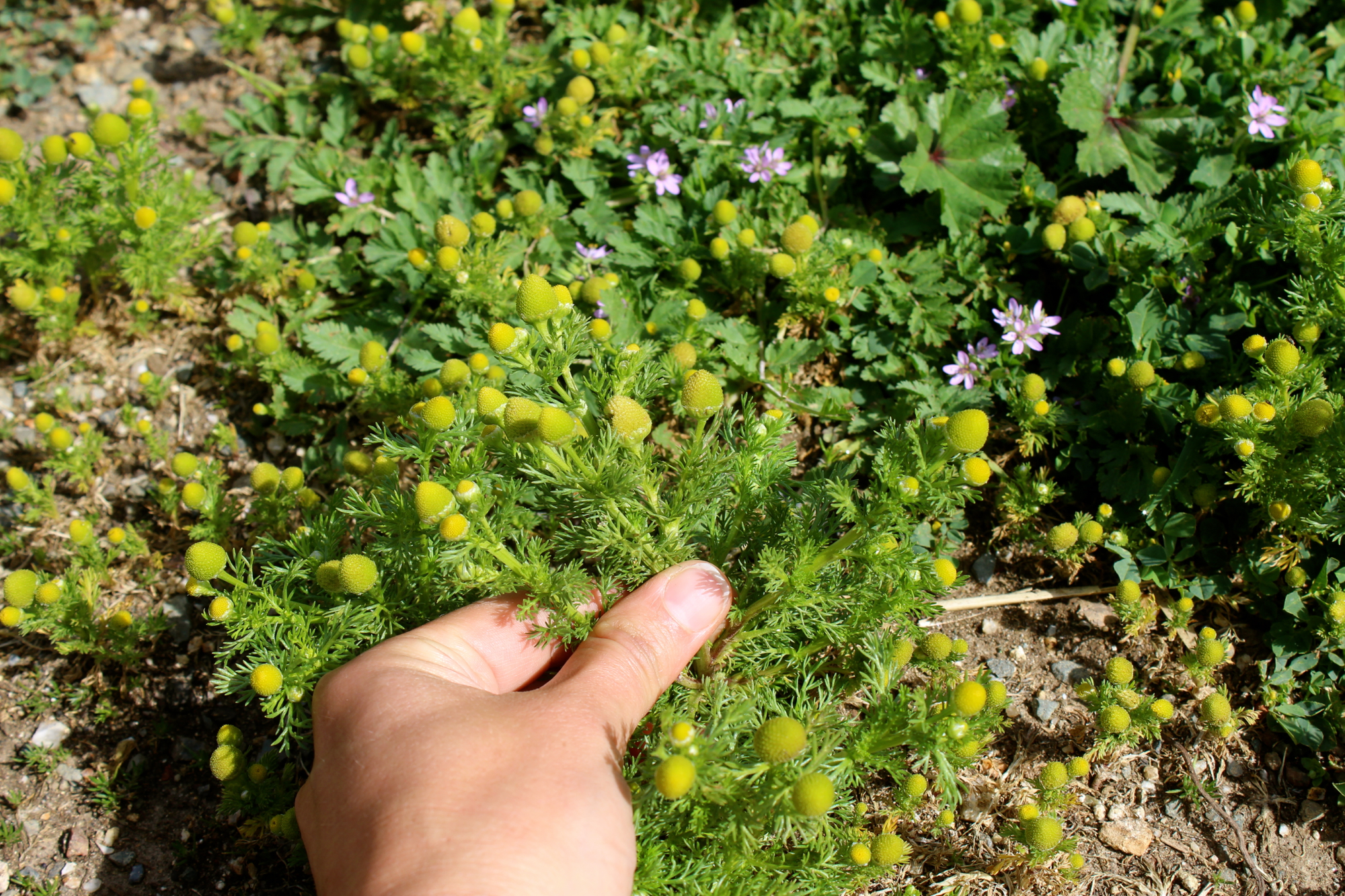 Pineapple weed is easily uprooted from the ground.