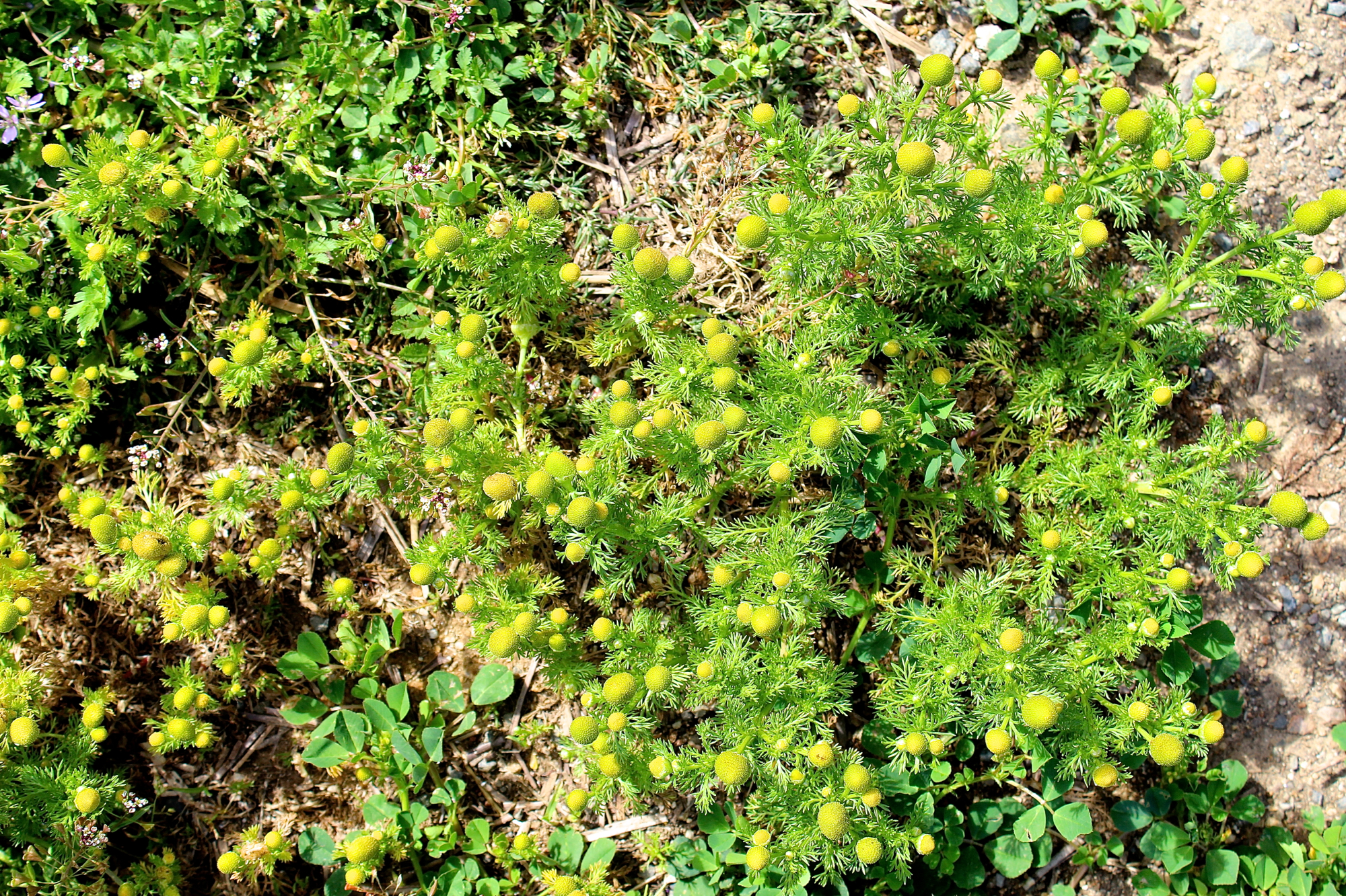 Abundant pineapple weed at the Peralta Community Garden - the members had no problem with my taking as much as I wanted.