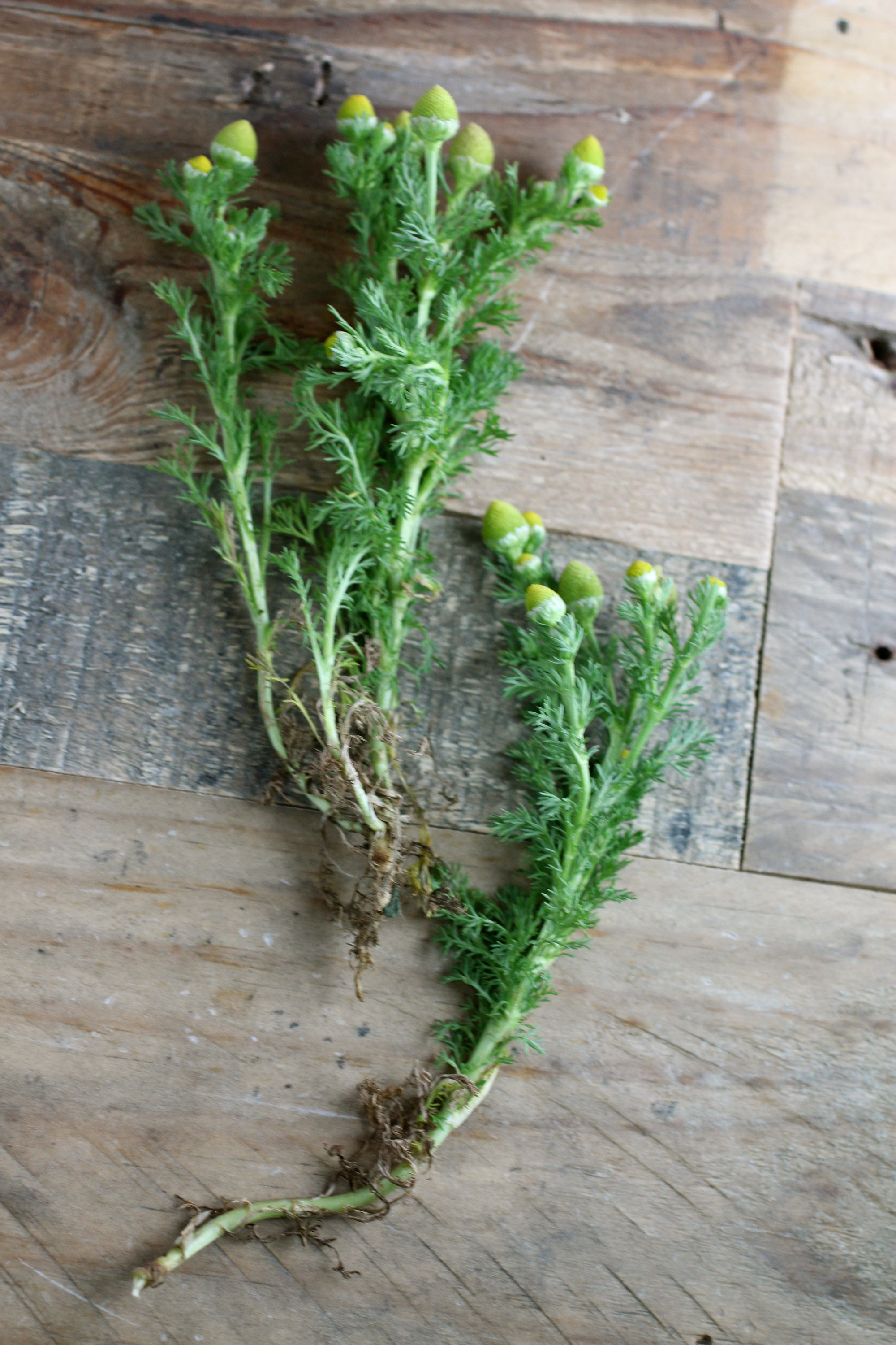 Harvested wild chamomile.