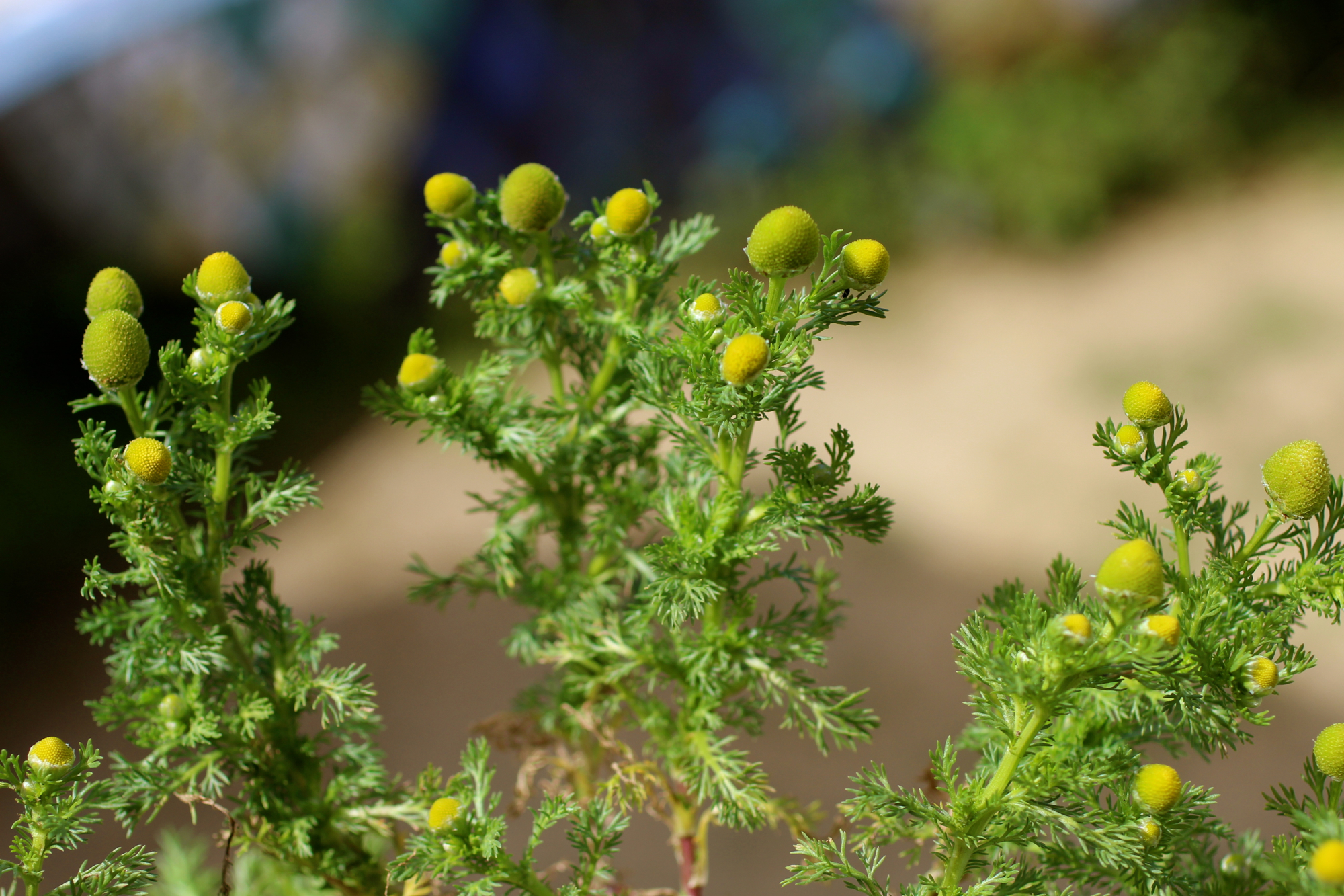 Wild chamomile, or pineapple weed grows almost everywhere and is very distinctive.