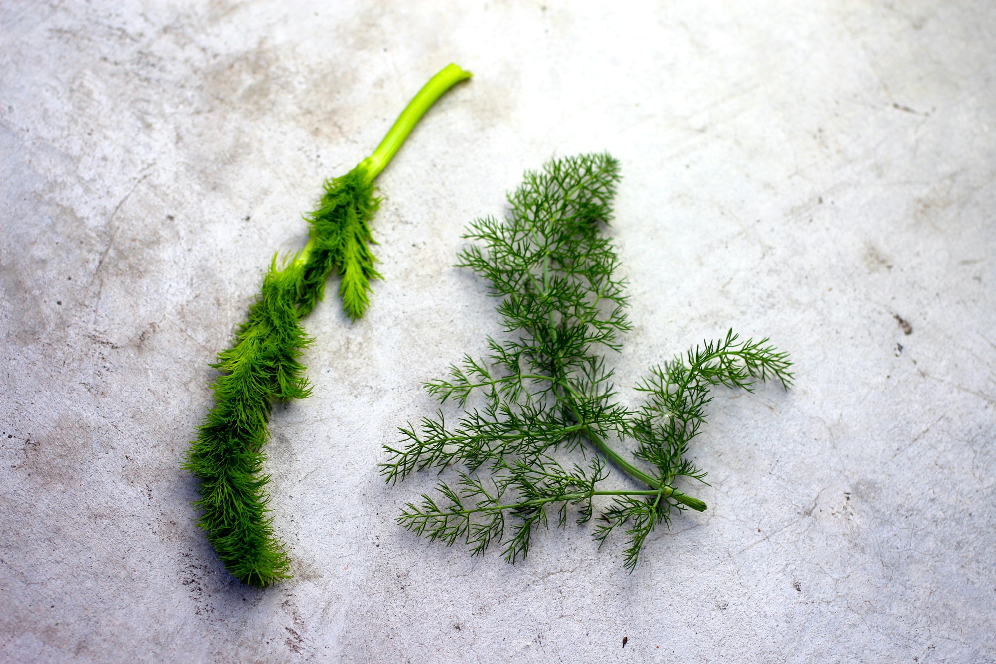 Feathery leaves of wild fennel fronds.