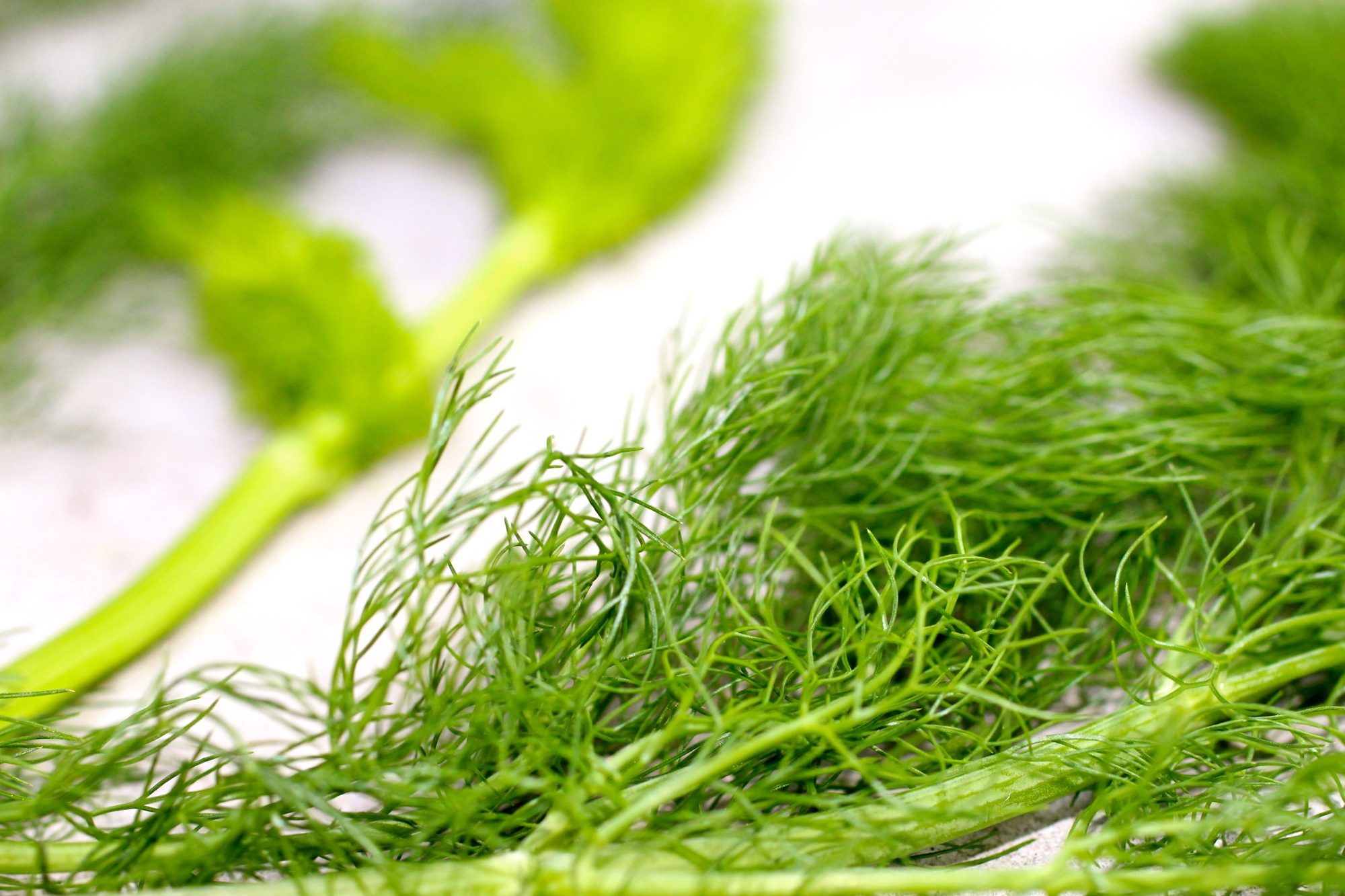 When in doubt - smell the plant and if it's fennel, it will definitely smell like fennel.