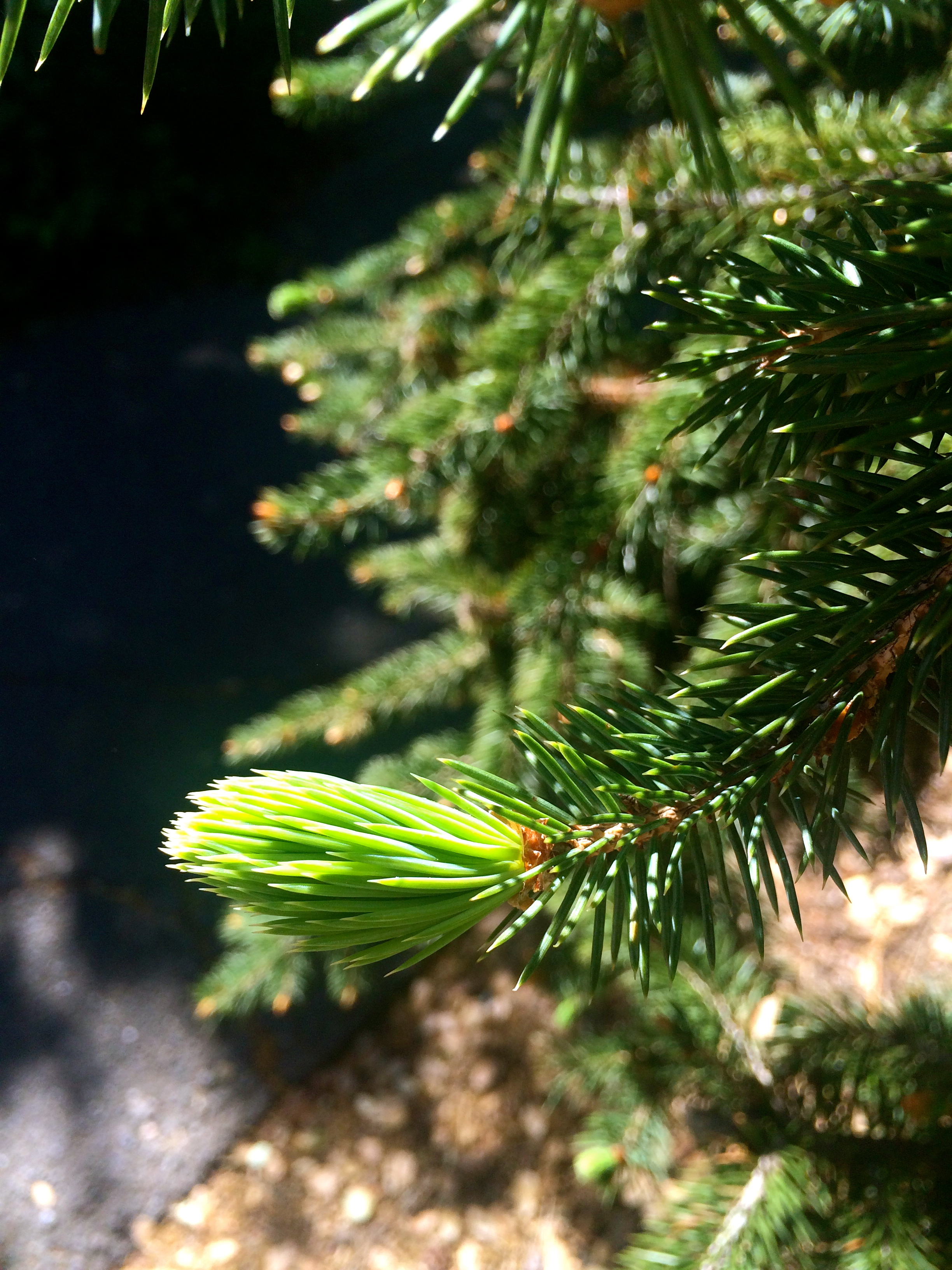 Bright young spruce tips.