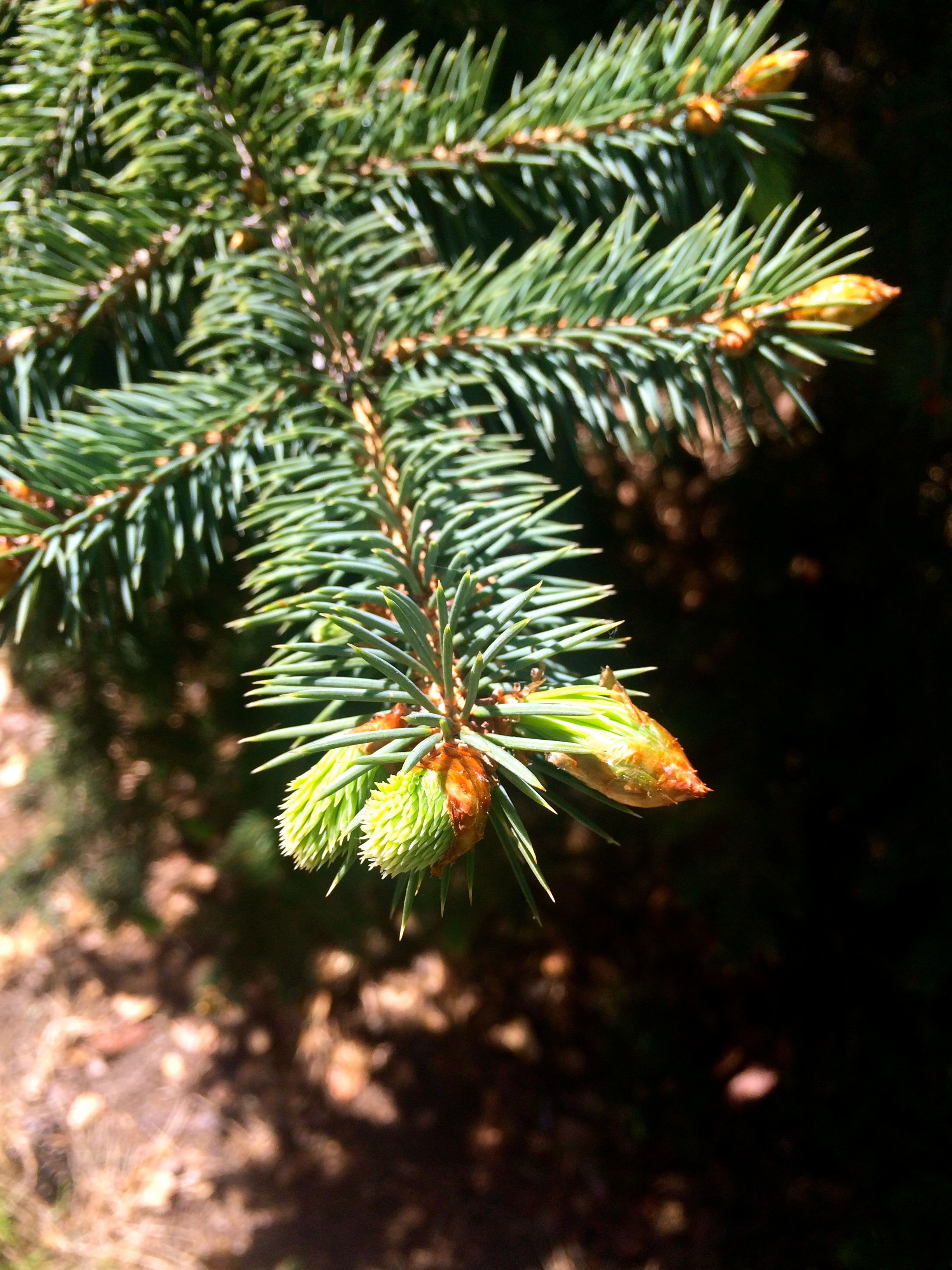 Spruce tips pushing through their brown papery casings.