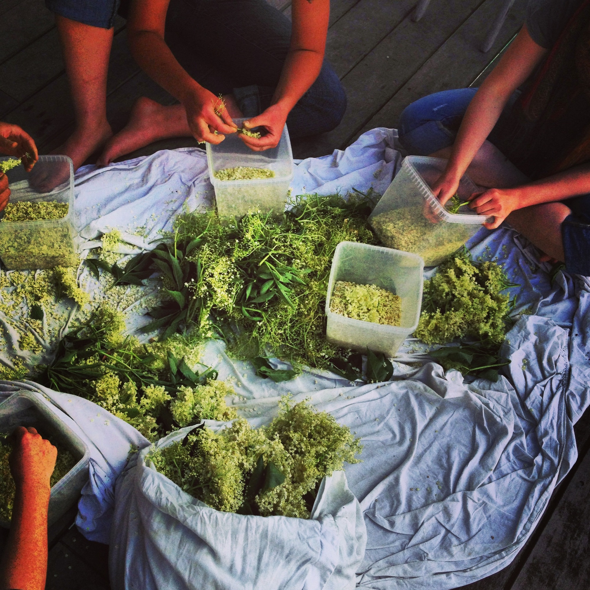 Processing elderflower for fermented cordial with the Nordic Food Lab crew. We were all covered in pollen after this flower-plucking session! Species of elder likely Sambucus nigra.