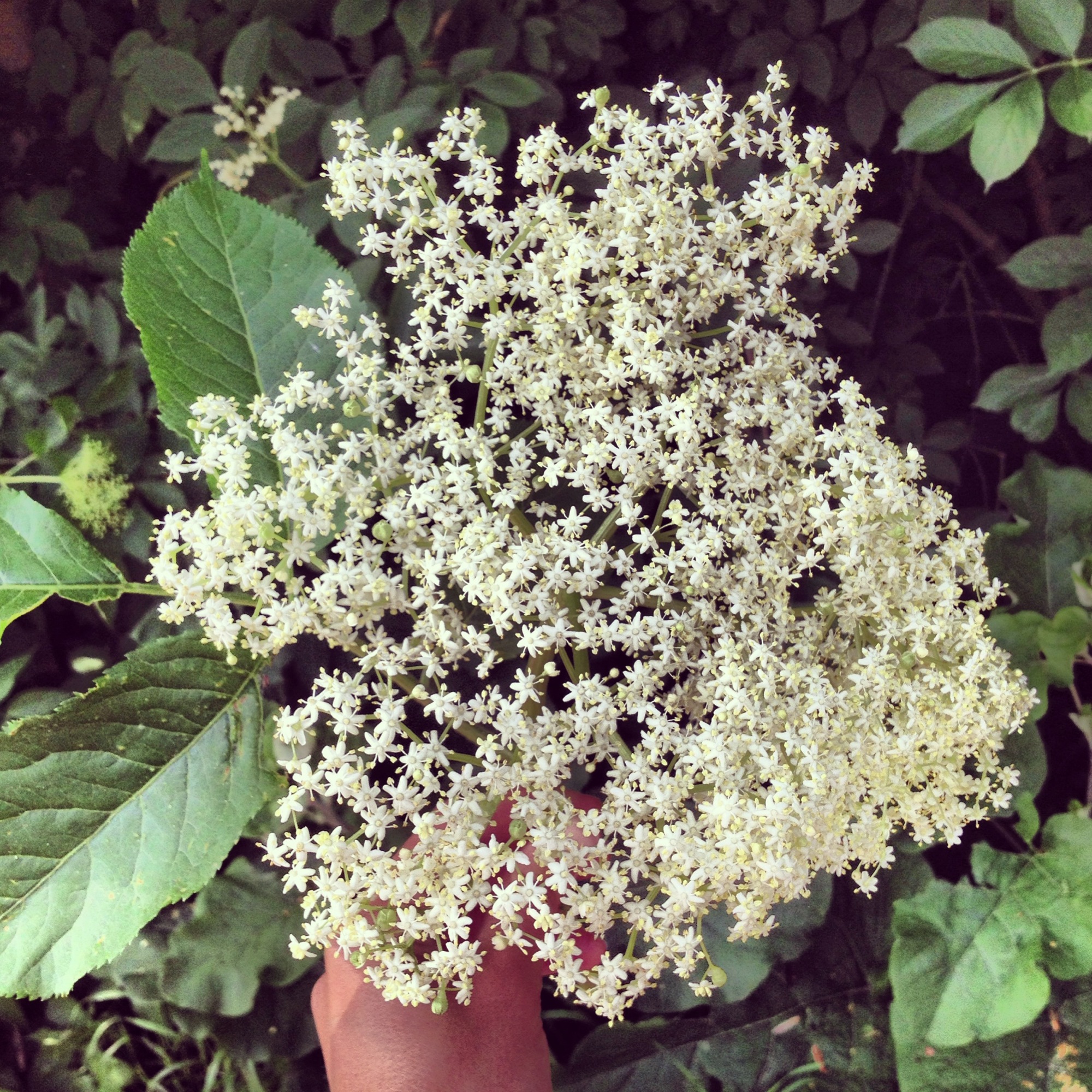 Notice tiny star-shaped flowers. This Sambucus nigra from Europe has larger clusters and whiter flowers than the Sambucus cerula of California. 