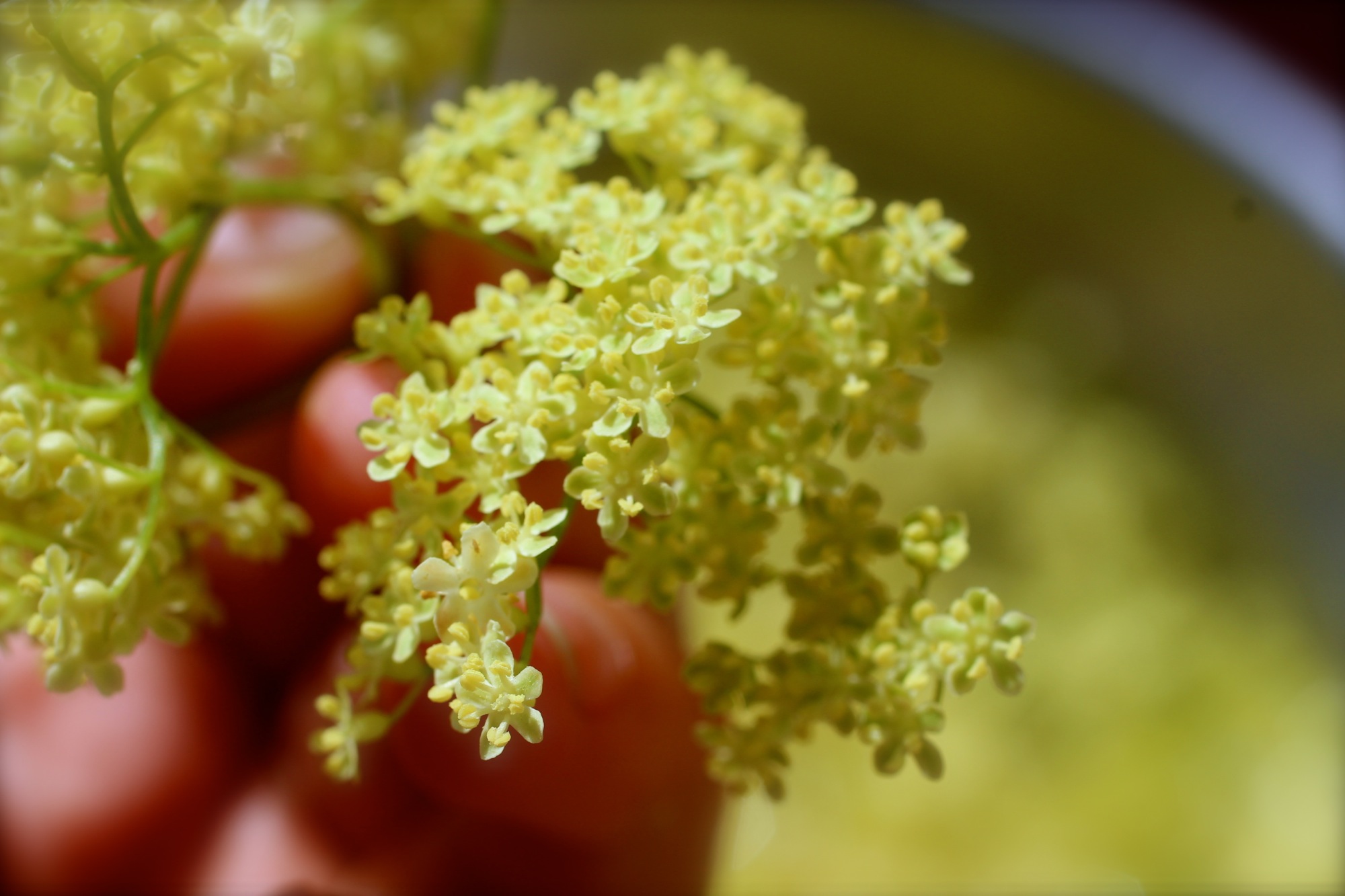 Yellower, yet still star-shaped, flowers of the Sambucus cerula foraged from Tilden Park in Berkeley, CA.