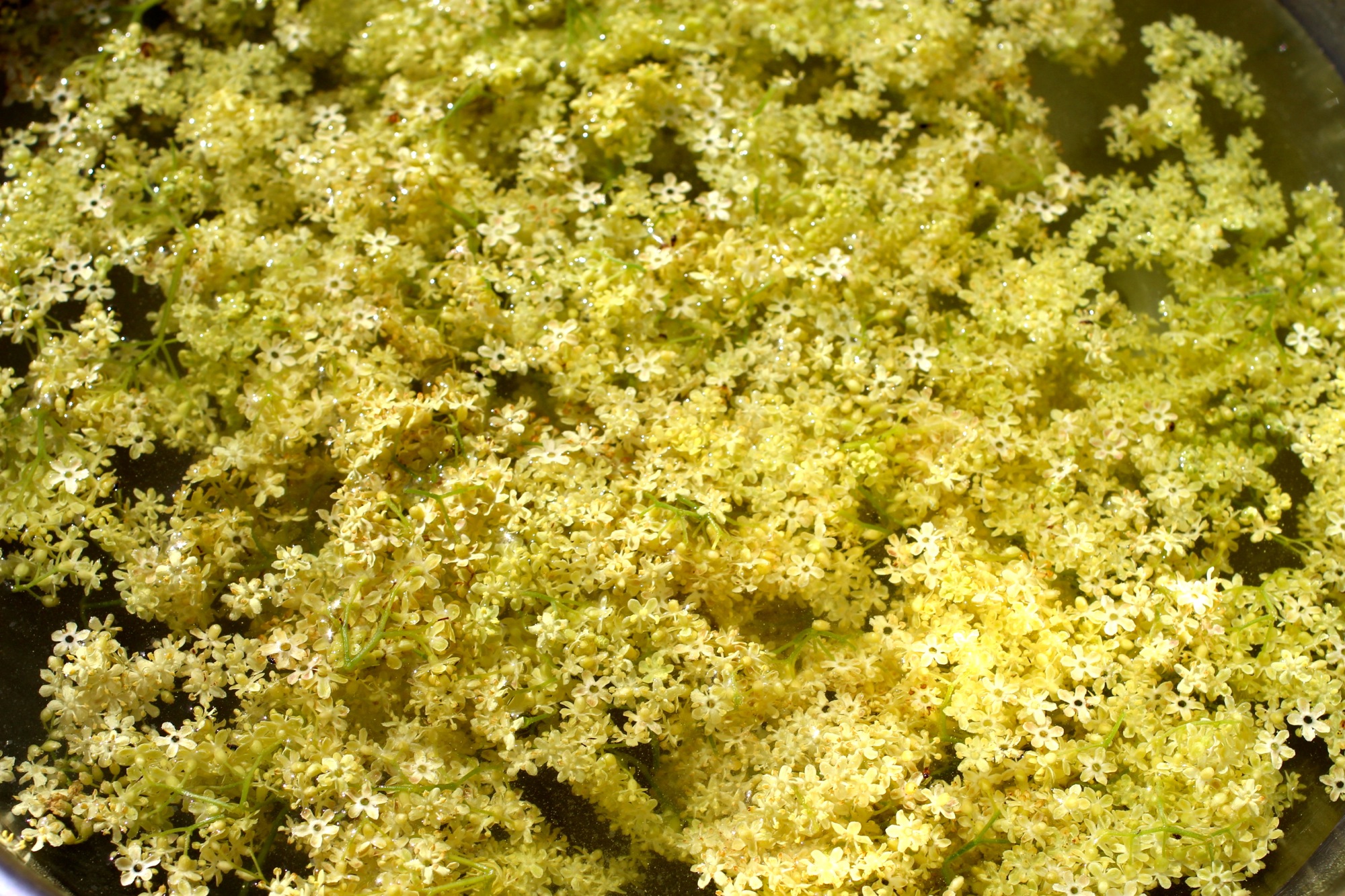 Infusing water with elderflower essence.