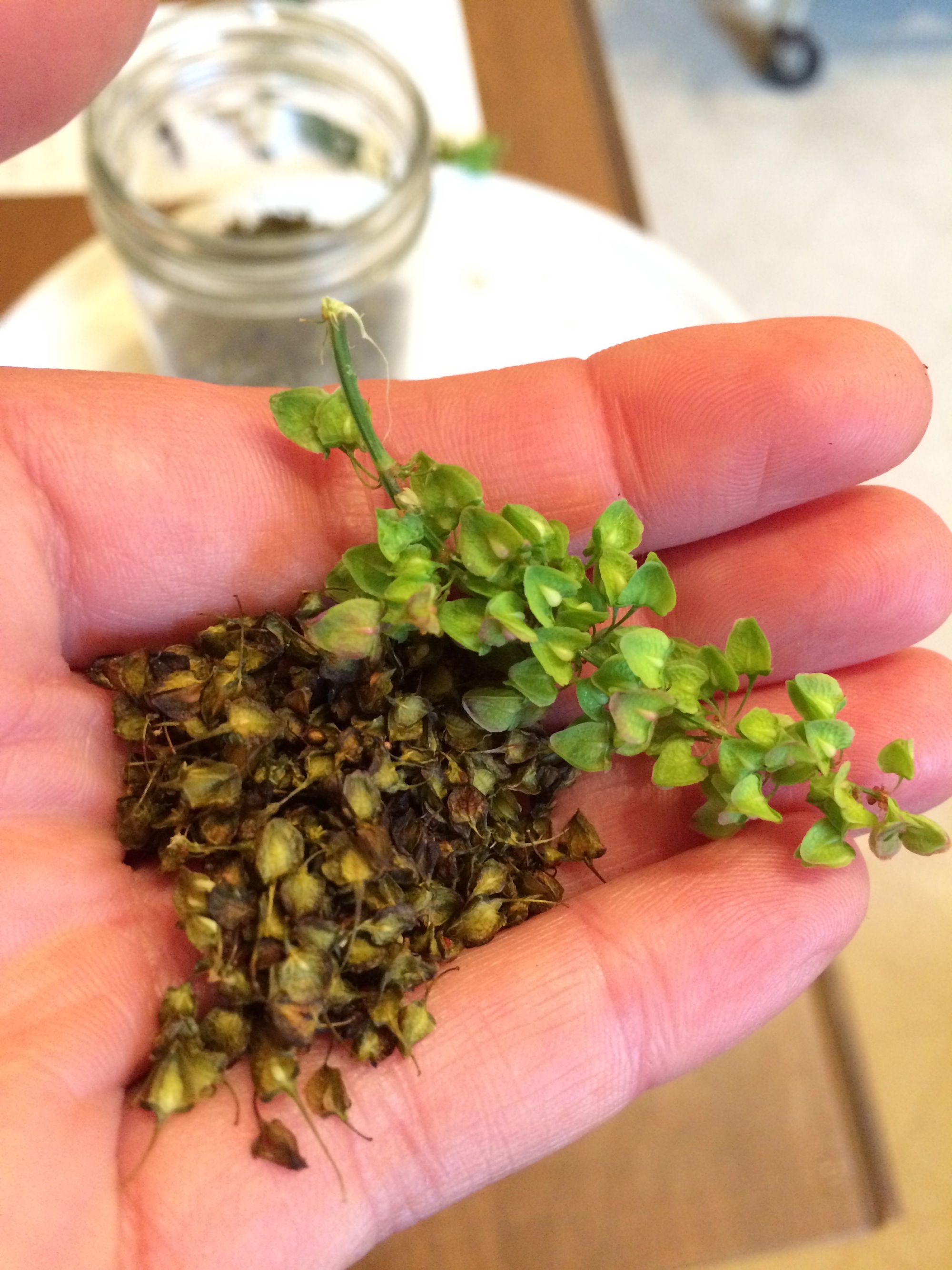 Toasted vs. raw dock seeds.