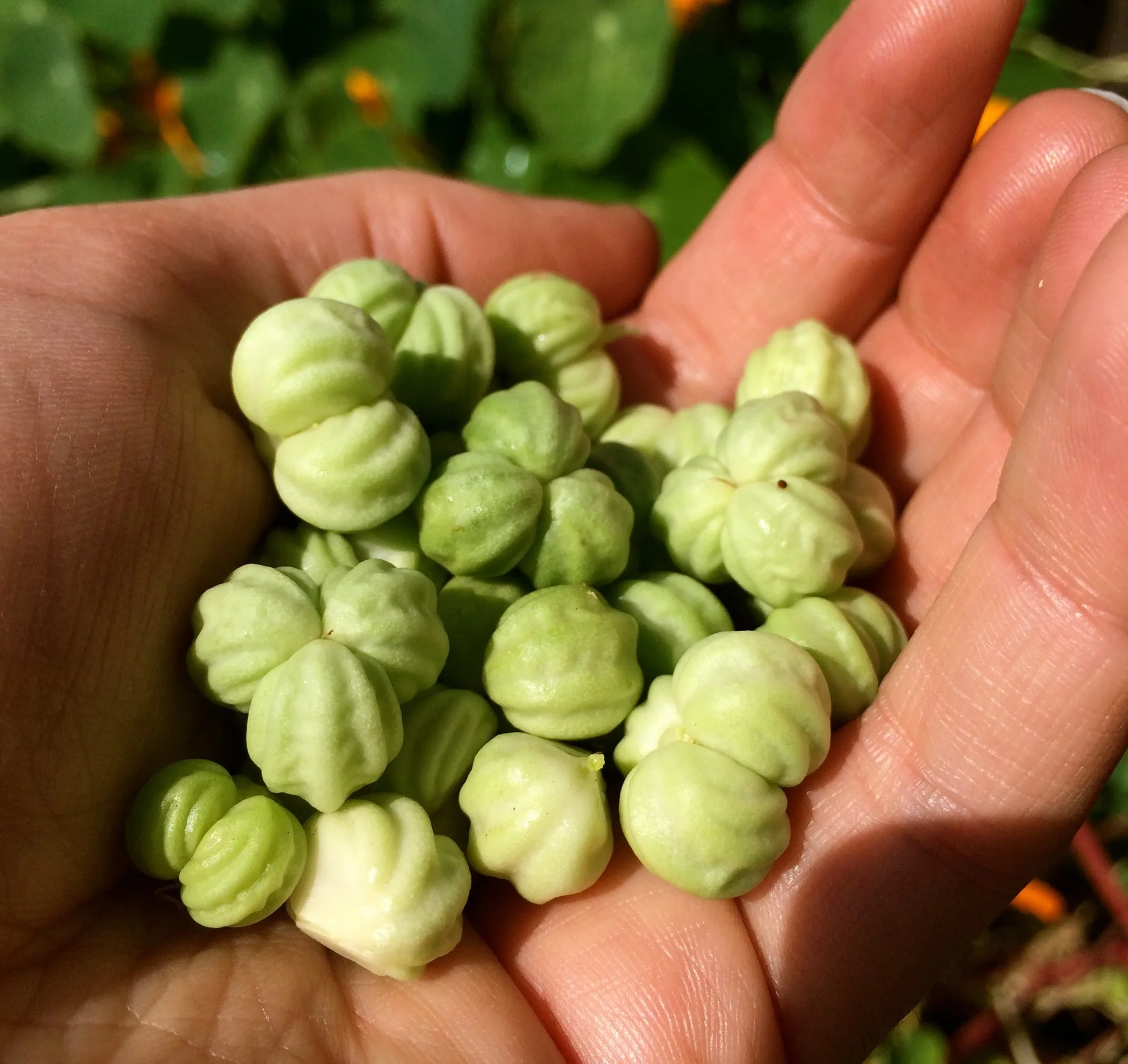 Freshly picked nasturtium seed pods