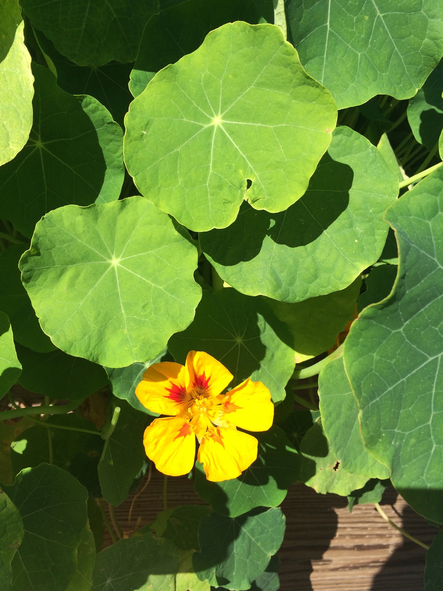 The nasturtium plant in all its glory.