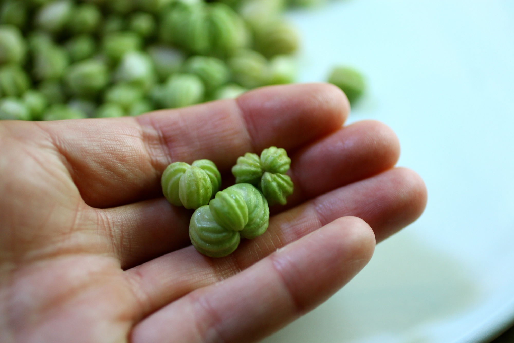 Nasturtium seed pods stuck together in groups of three - these need to be separated before washing and preserving.