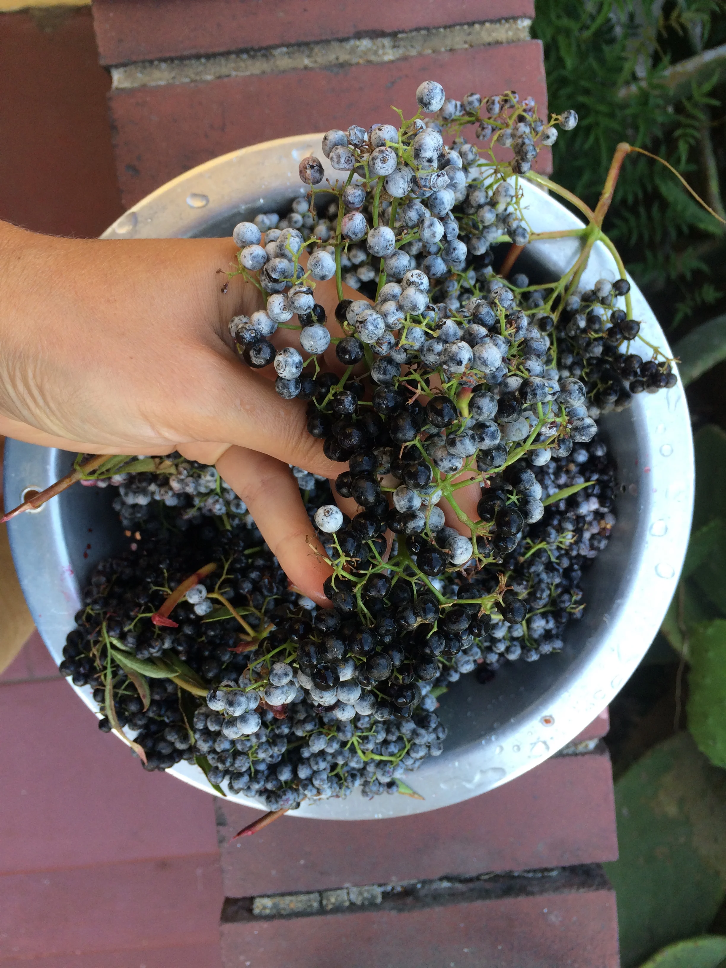 Dark blue elderberries with whitish bloom.