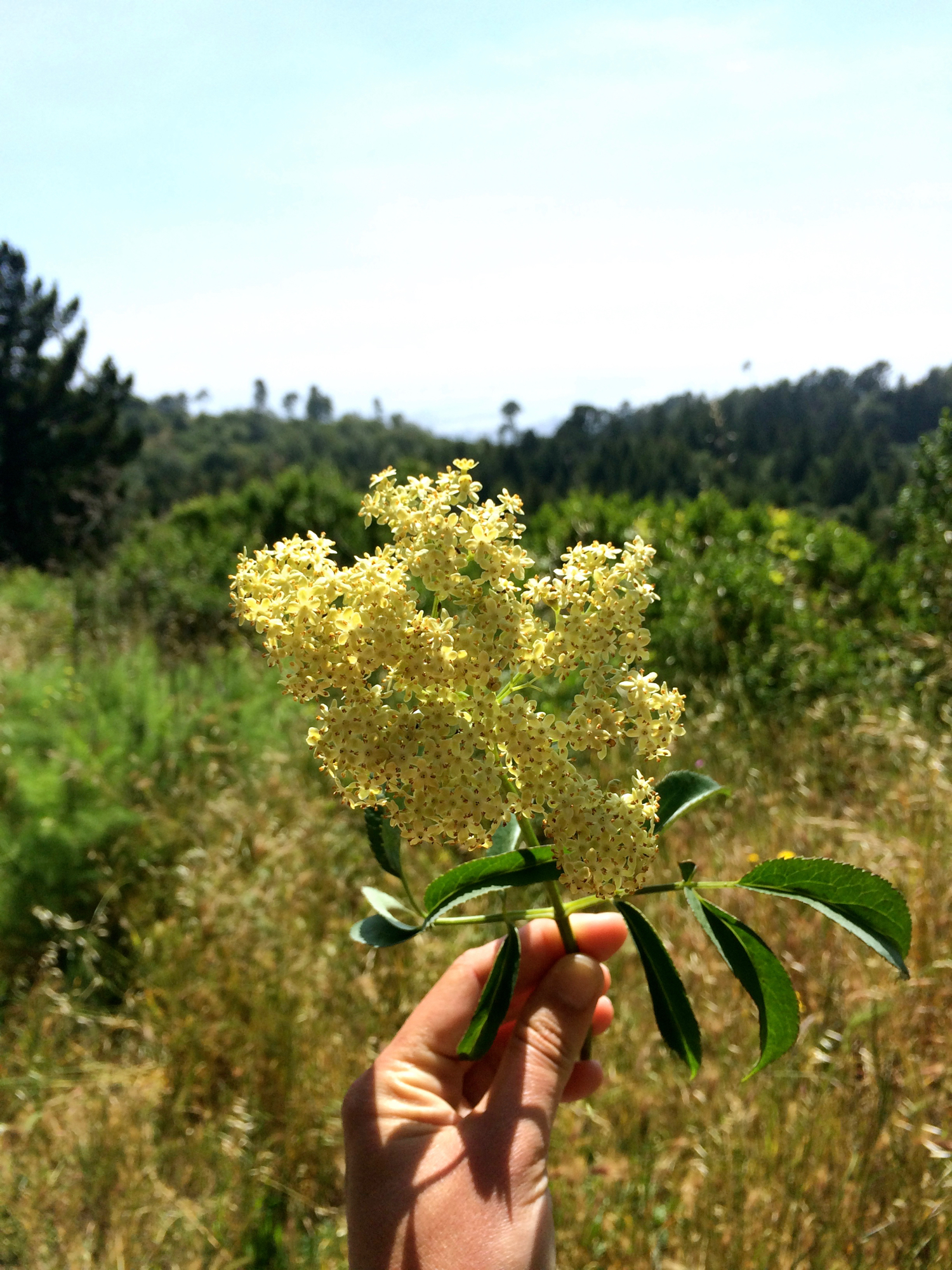 Elderflower