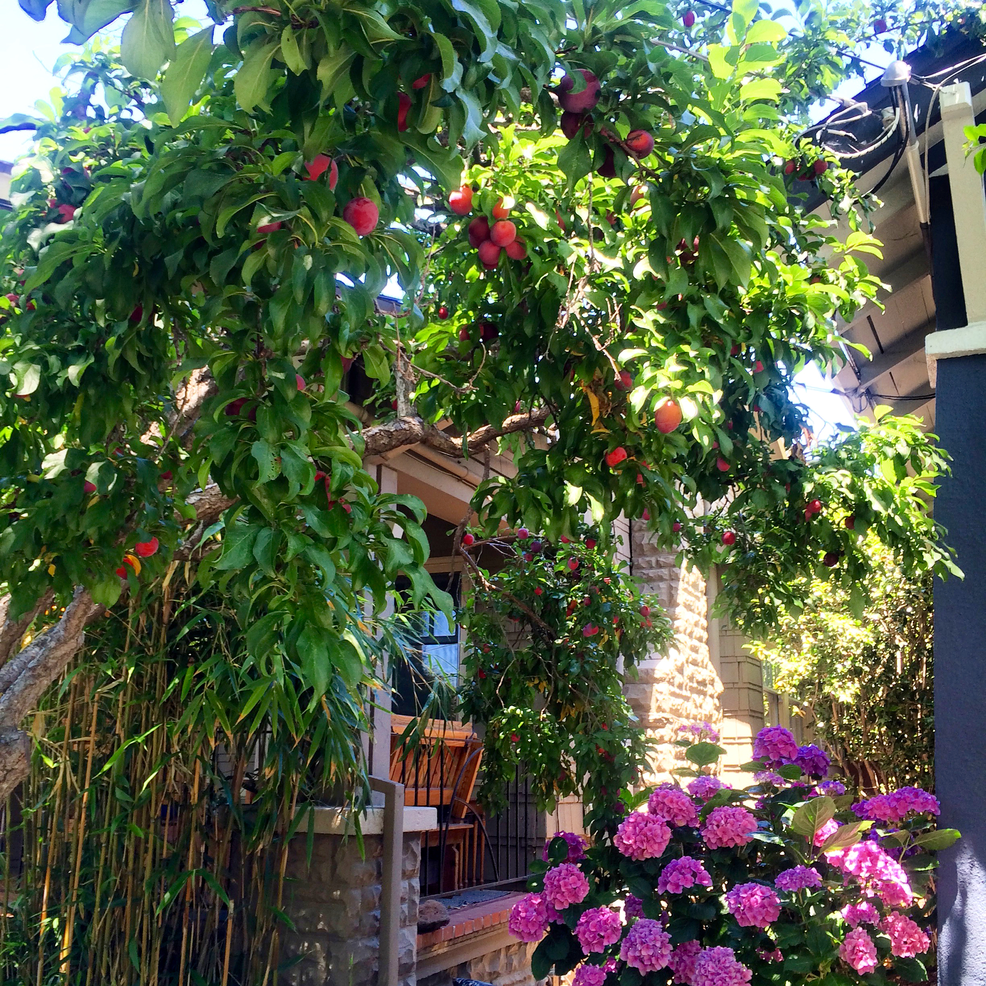 I gotta lotta neighbors with a lotta unused plums. 