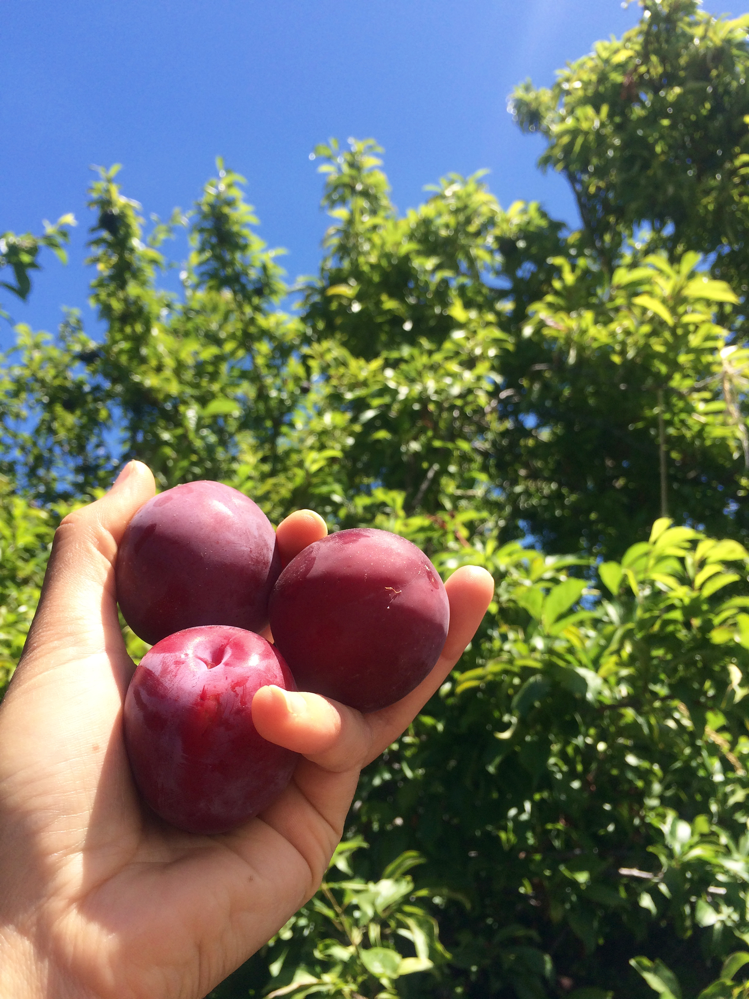 Glorious Santa Rosa plums.