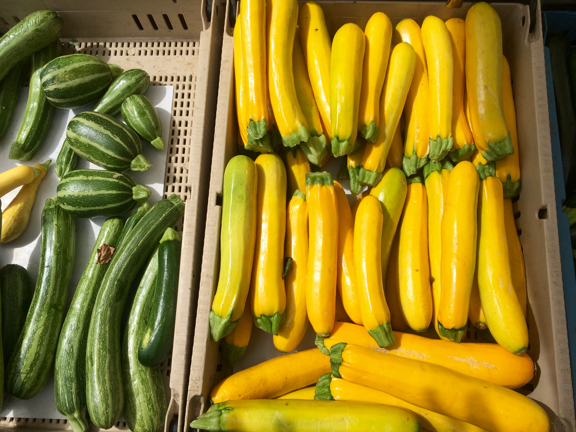 Yellow summer squash (aka "gold bar squash" shown here) gives lebna bil kusa its bright hue.