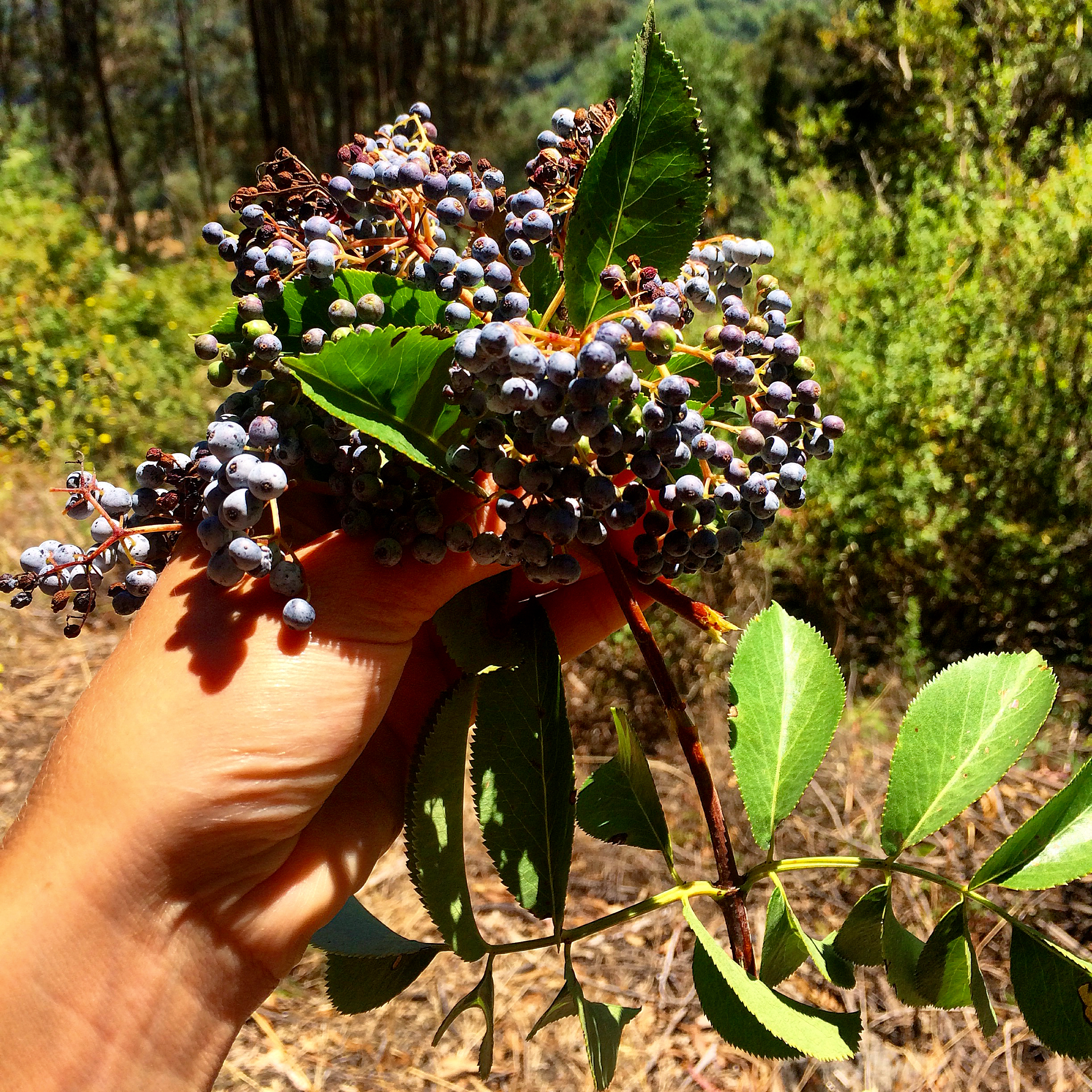 Harvesting elderberries.