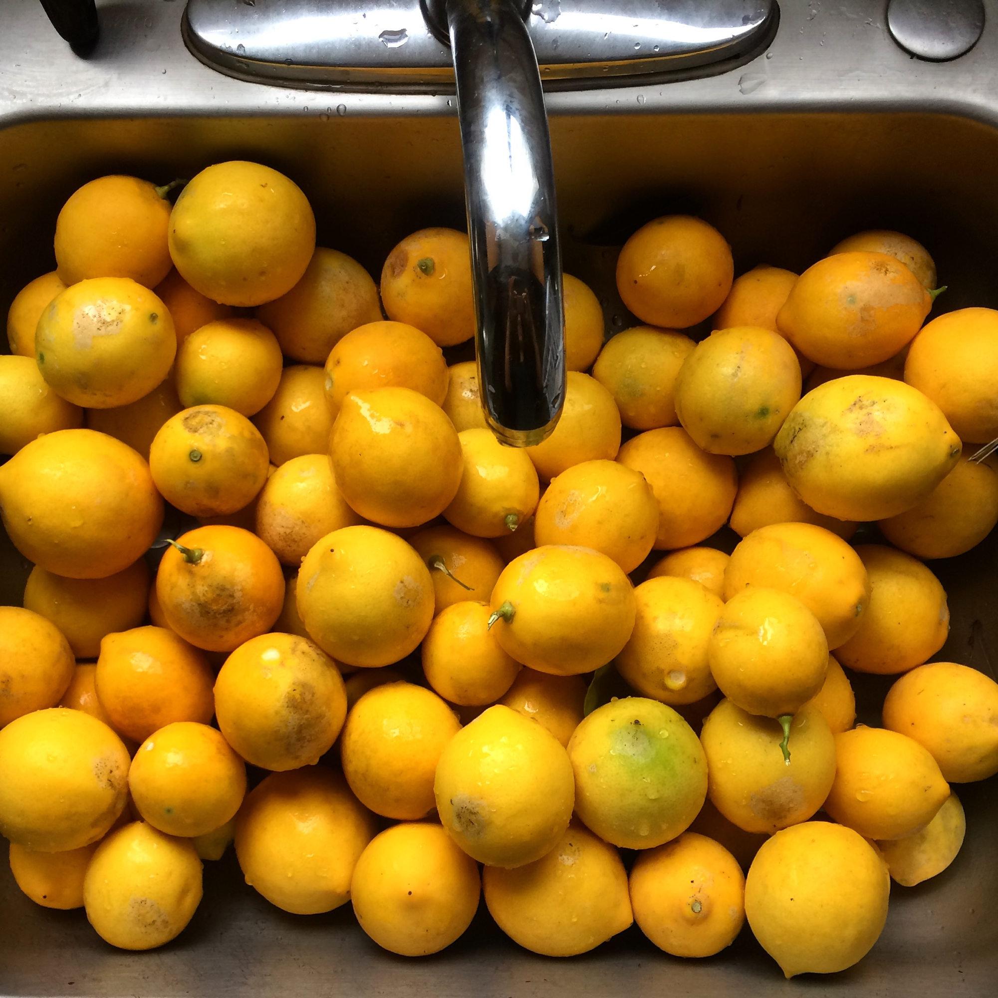 When life hands you lemons - preserve them! I really did get a laundry basket's worth of lemons.